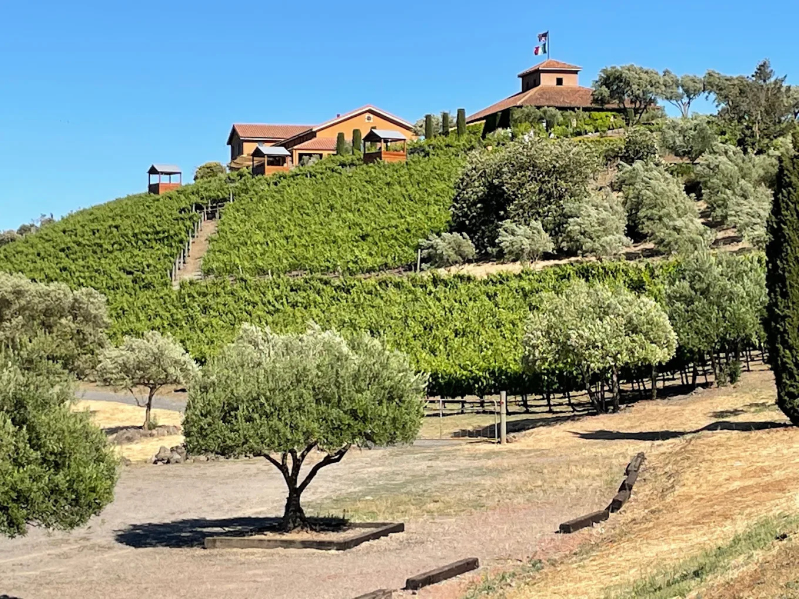 Viansa Winery Landscape