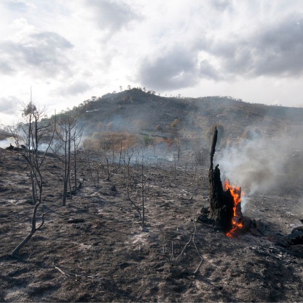 Image présentant un terrain ravagé par le feu