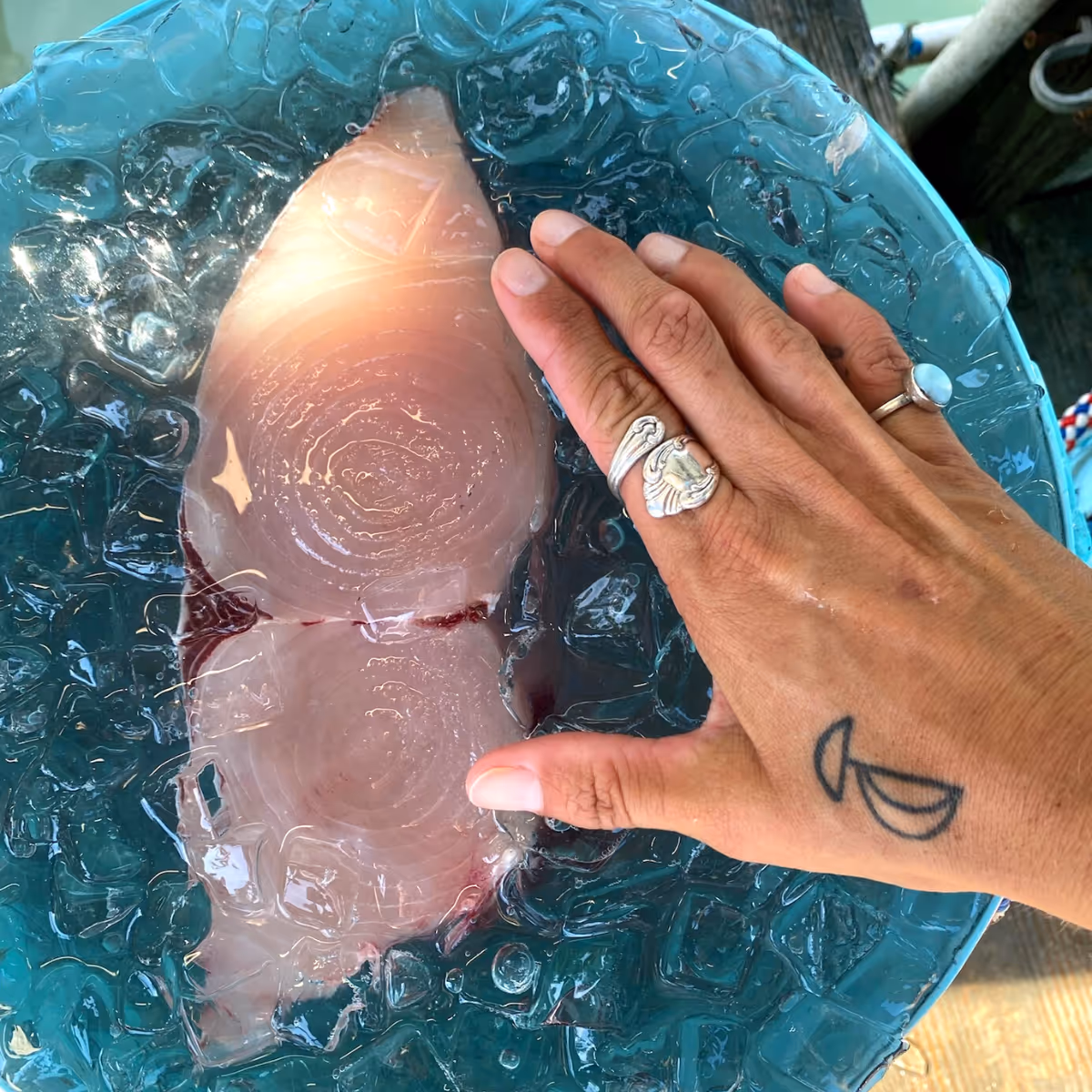 A large swordfish filet in a bucket of ice water with a hand next to it for size comparison. 