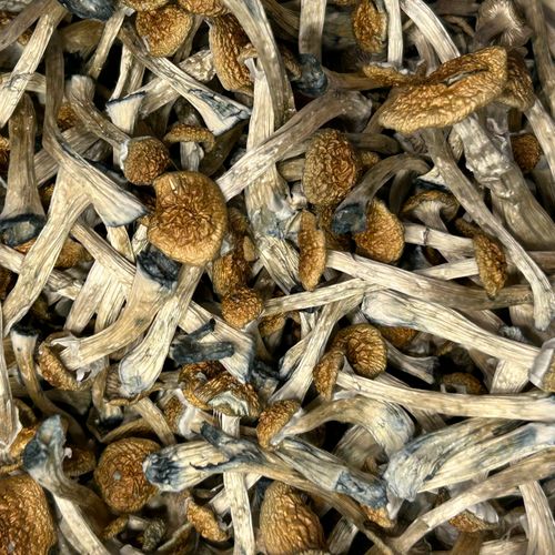 Amazonian Vegan Raw Classic Dark Cacao Bar MF Shrooms Ann Arbor Mushrooms