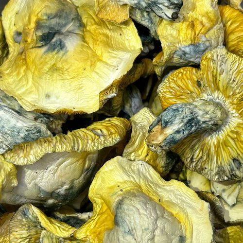 Amazonian Vegan Raw Classic Dark Cacao Bar MF Shrooms Ann Arbor Mushrooms