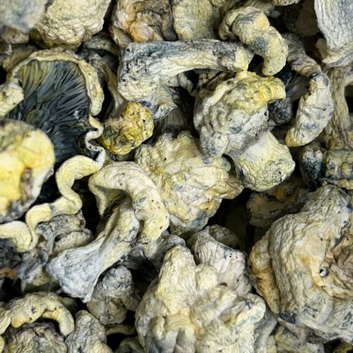 Amazonian Vegan Raw Classic Dark Cacao Bar MF Shrooms Ann Arbor Mushrooms