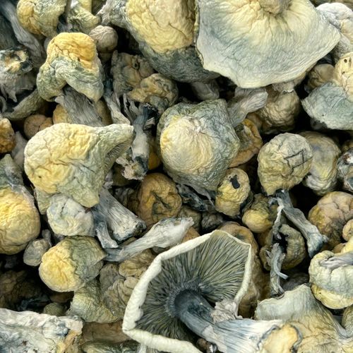 Amazonian Vegan Raw Classic Dark Cacao Bar MF Shrooms Ann Arbor Mushrooms