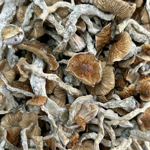 Amazonian Vegan Raw Classic Dark Cacao Bar MF Shrooms Ann Arbor Mushrooms