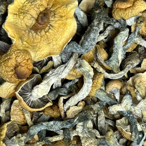 Amazonian Vegan Raw Classic Dark Cacao Bar MF Shrooms Ann Arbor Mushrooms