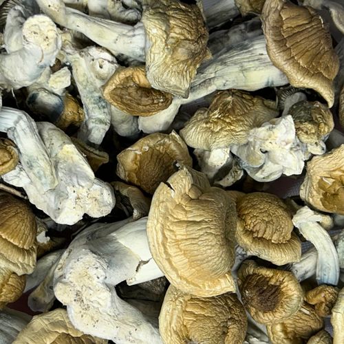 Amazonian Vegan Raw Classic Dark Cacao Bar MF Shrooms Ann Arbor Mushrooms