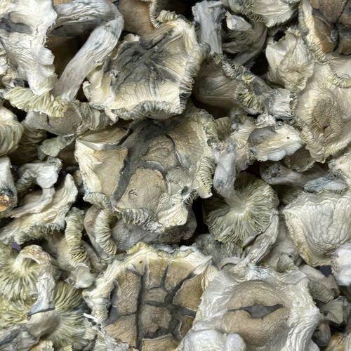 Amazonian Vegan Raw Classic Dark Cacao Bar MF Shrooms Ann Arbor Mushrooms