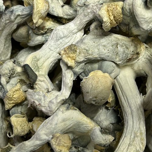 Amazonian Vegan Raw Classic Dark Cacao Bar MF Shrooms Ann Arbor Mushrooms