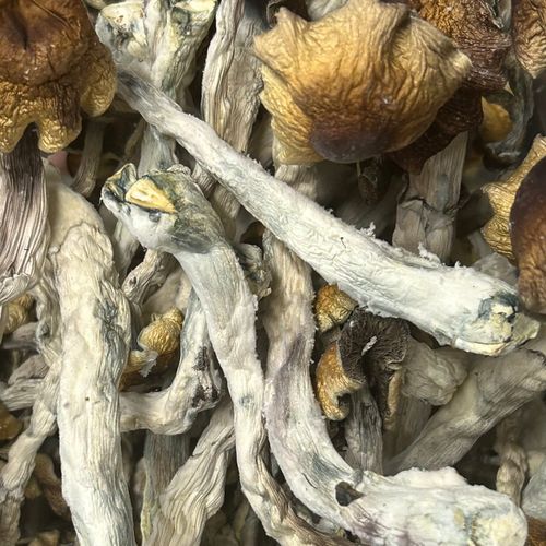 Amazonian Vegan Raw Classic Dark Cacao Bar MF Shrooms Ann Arbor Mushrooms