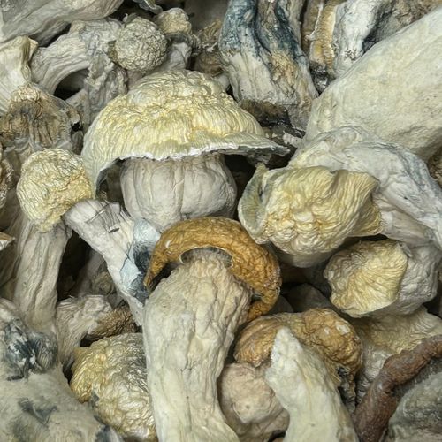 Amazonian Vegan Raw Classic Dark Cacao Bar MF Shrooms Ann Arbor Mushrooms