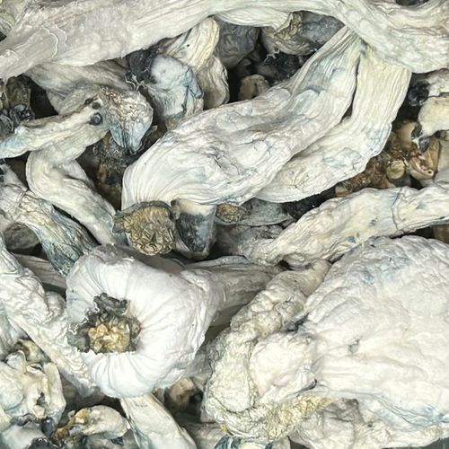 Amazonian Vegan Raw Classic Dark Cacao Bar MF Shrooms Ann Arbor Mushrooms