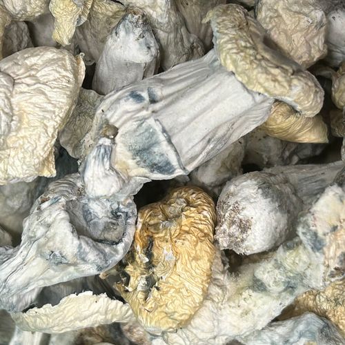 Amazonian Vegan Raw Classic Dark Cacao Bar MF Shrooms Ann Arbor Mushrooms