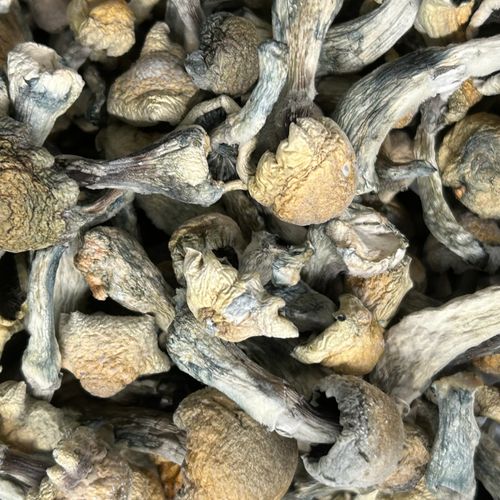 Amazonian Vegan Raw Classic Dark Cacao Bar MF Shrooms Ann Arbor Mushrooms