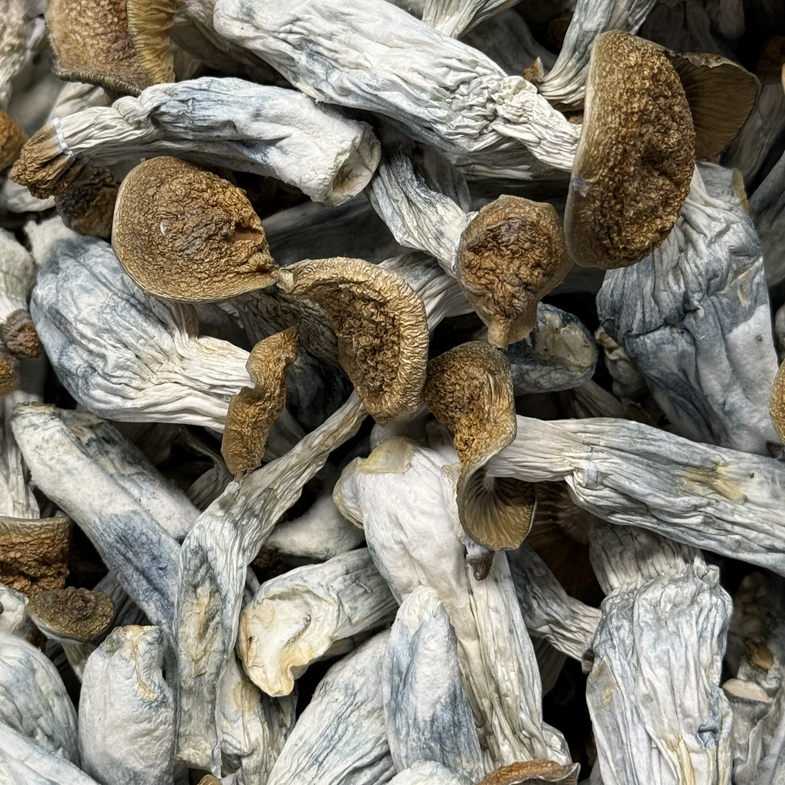 Amazonian Vegan Raw Classic Dark Cacao Bar MF Shrooms Ann Arbor Mushrooms