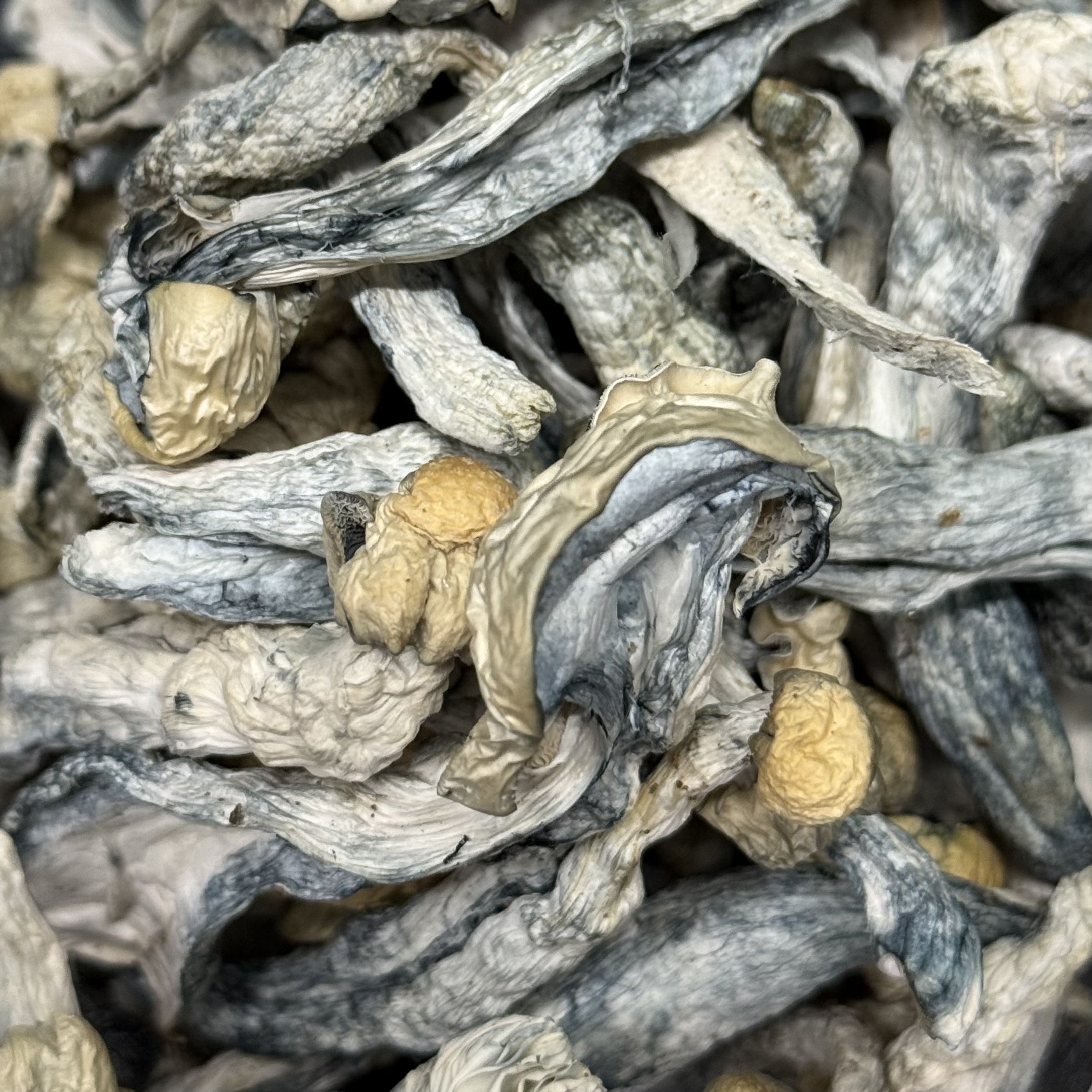 Amazonian Vegan Raw Classic Dark Cacao Bar MF Shrooms Ann Arbor Mushrooms