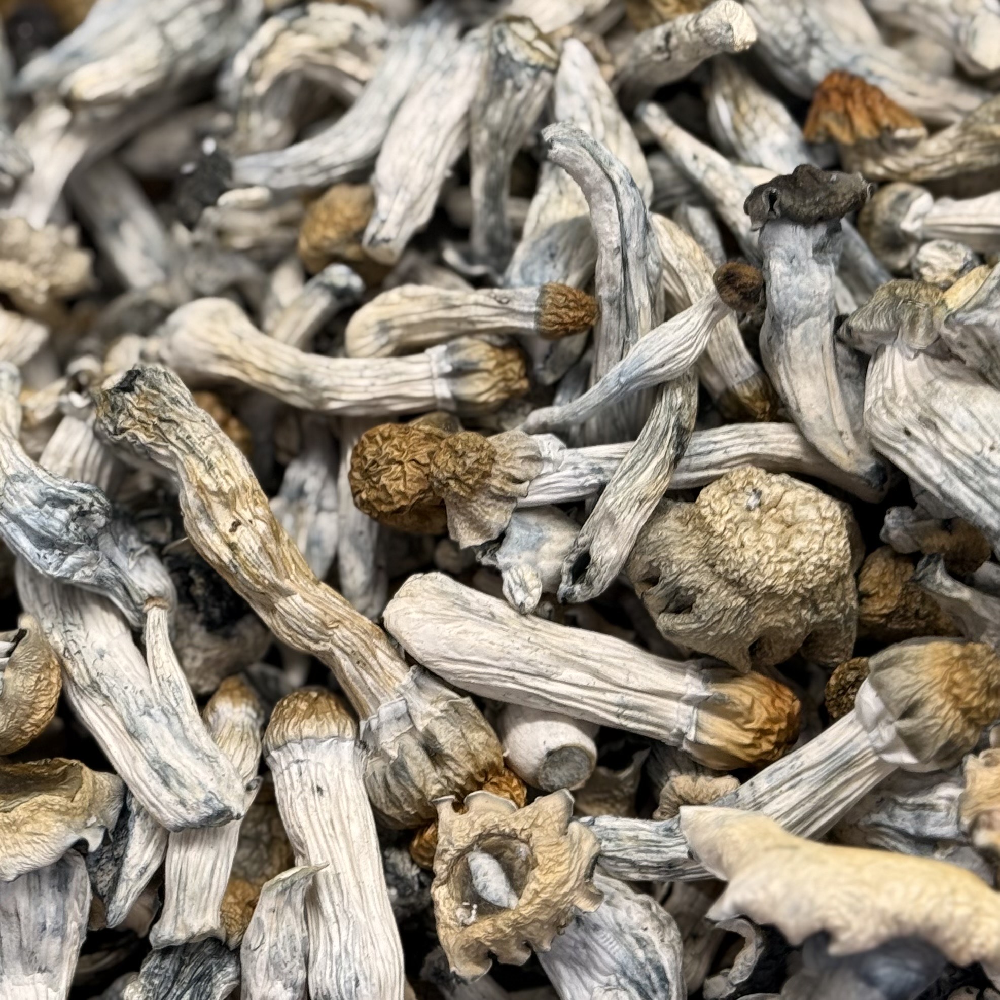 Amazonian Vegan Raw Classic Dark Cacao Bar MF Shrooms Ann Arbor Mushrooms