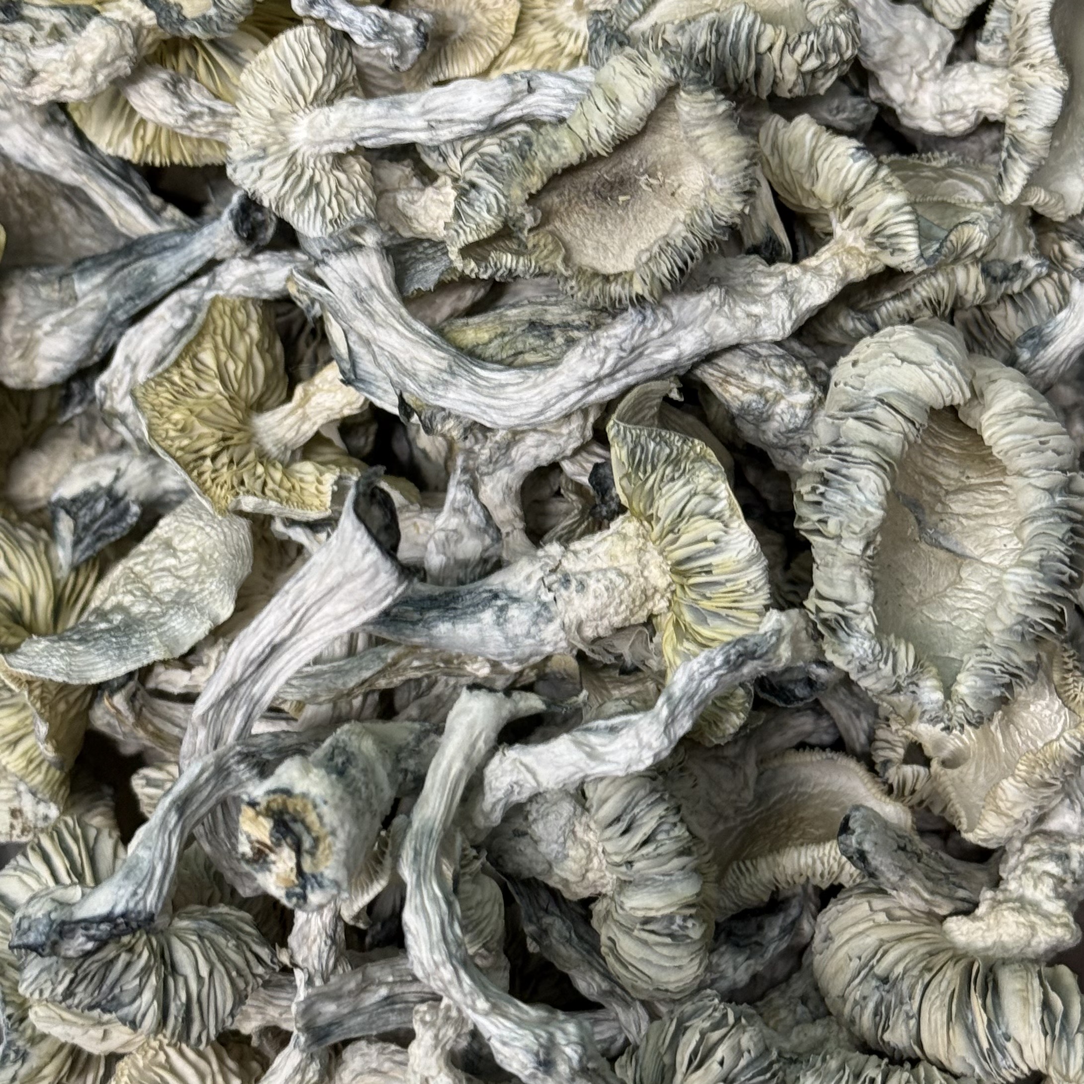 Amazonian Vegan Raw Classic Dark Cacao Bar MF Shrooms Ann Arbor Mushrooms