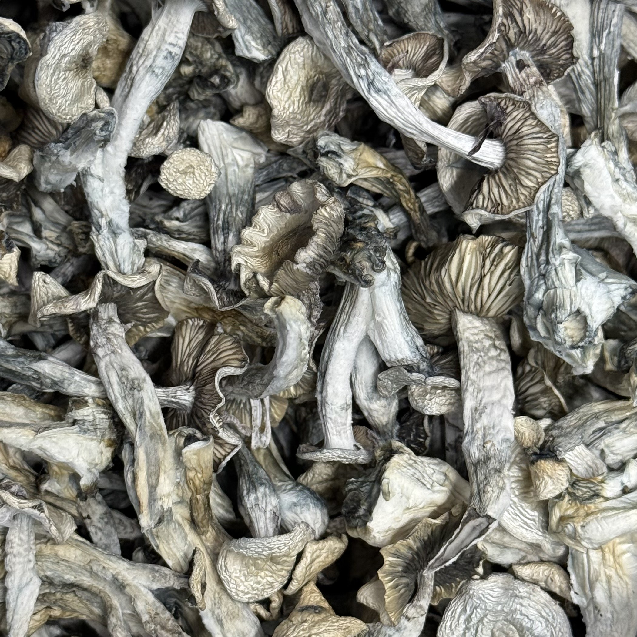 Amazonian Vegan Raw Classic Dark Cacao Bar MF Shrooms Ann Arbor Mushrooms