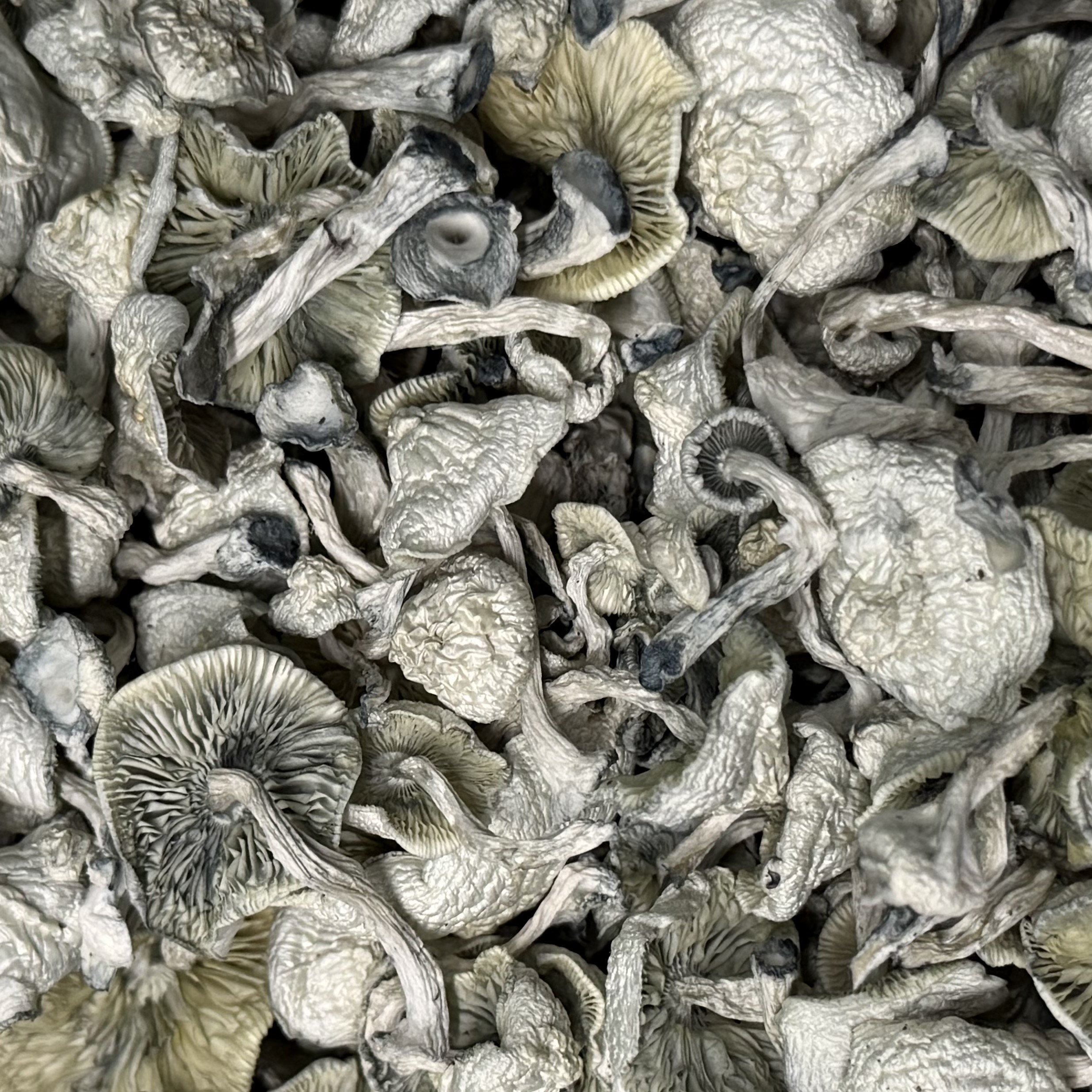 Amazonian Vegan Raw Classic Dark Cacao Bar MF Shrooms Ann Arbor Mushrooms