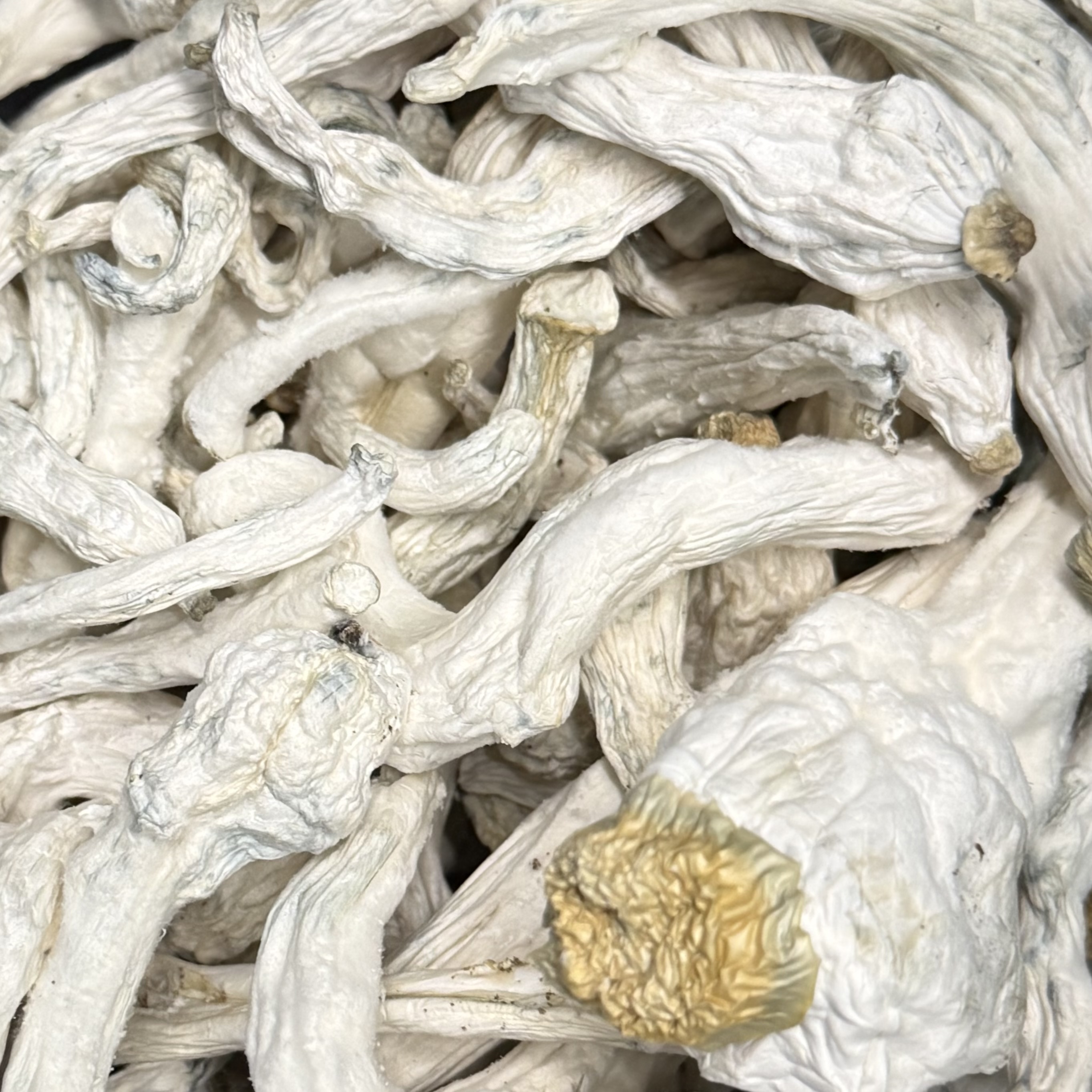 Amazonian Vegan Raw Classic Dark Cacao Bar MF Shrooms Ann Arbor Mushrooms