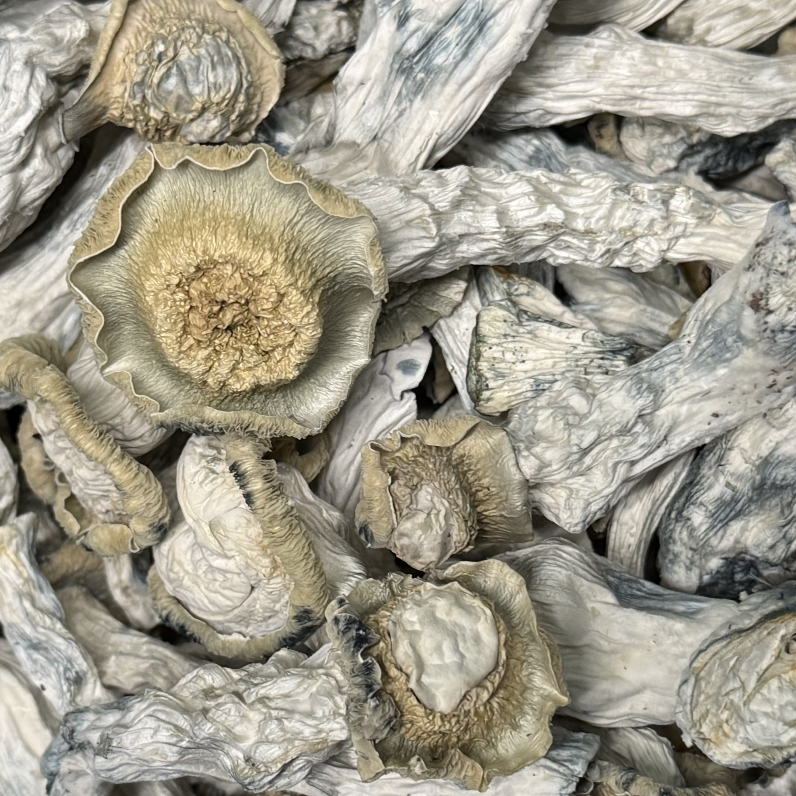 Amazonian Vegan Raw Classic Dark Cacao Bar MF Shrooms Ann Arbor Mushrooms