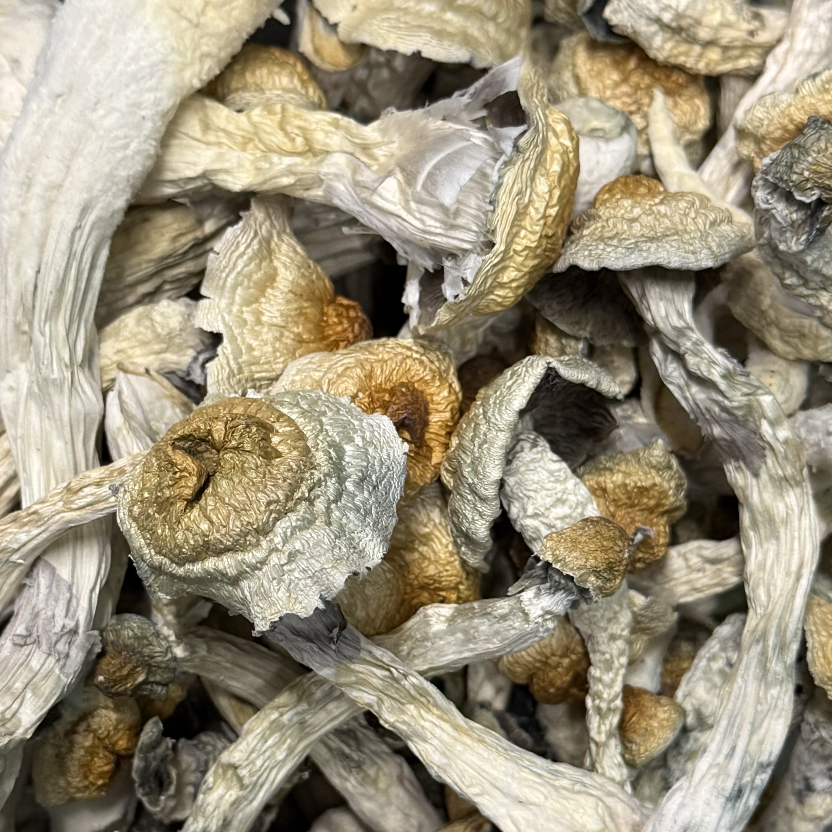 Amazonian Vegan Raw Classic Dark Cacao Bar MF Shrooms Ann Arbor Mushrooms