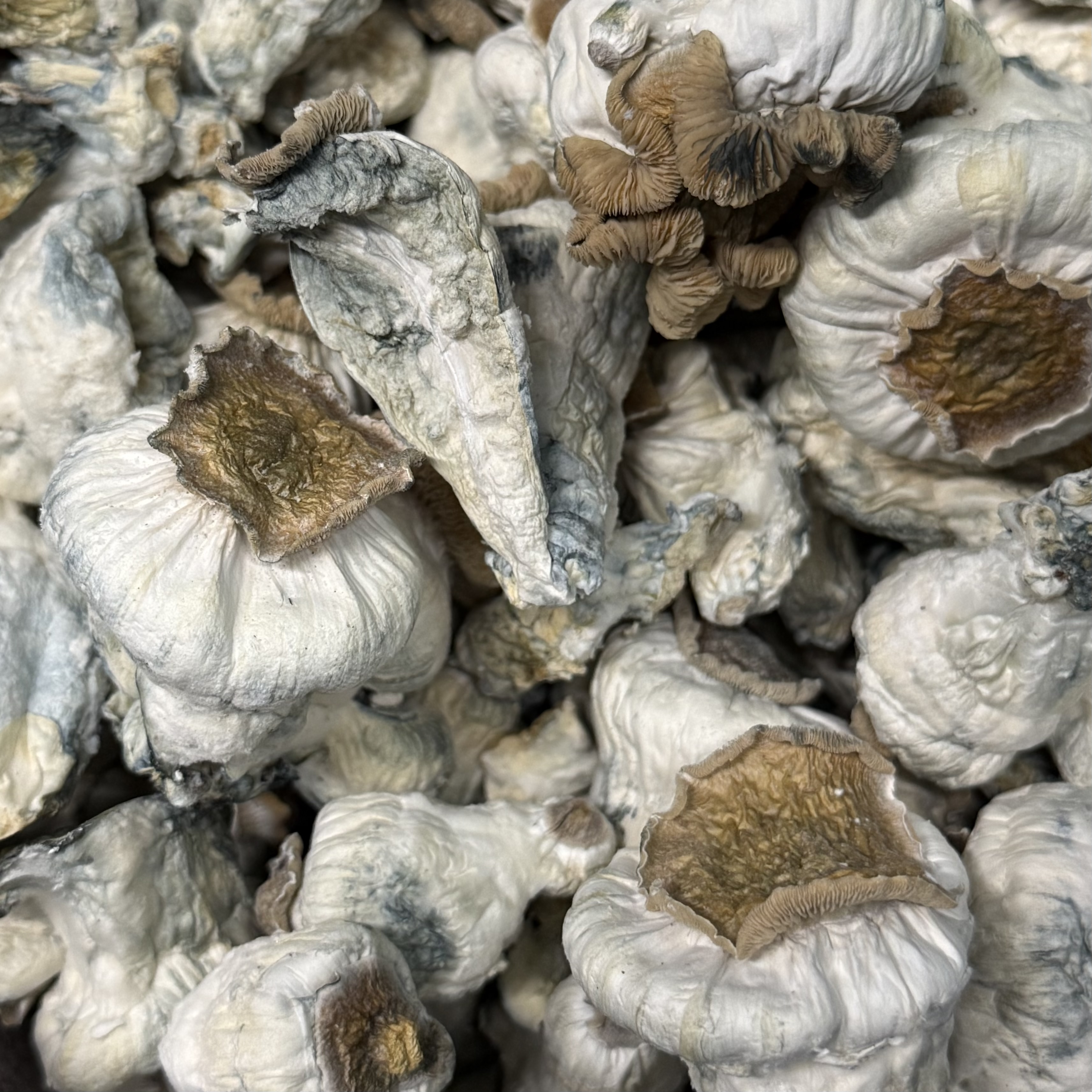 Amazonian Vegan Raw Classic Dark Cacao Bar MF Shrooms Ann Arbor Mushrooms