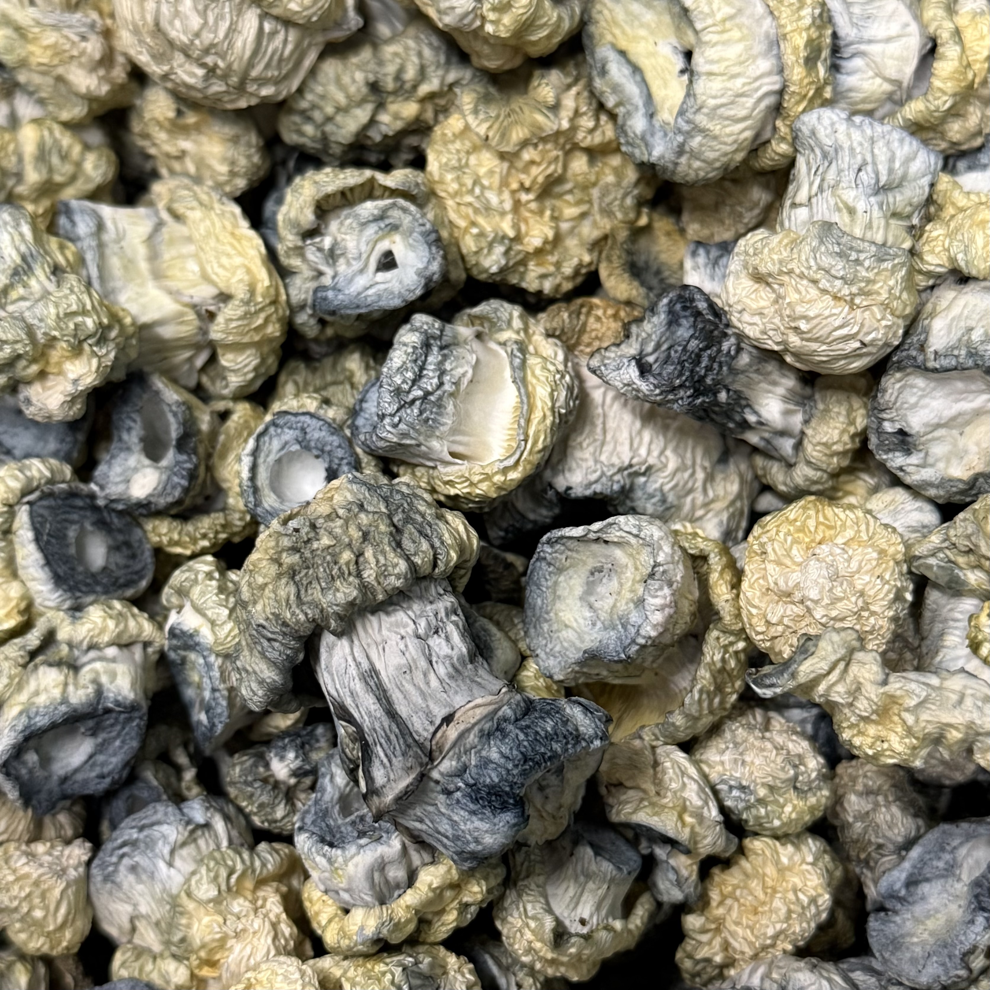 Amazonian Vegan Raw Classic Dark Cacao Bar MF Shrooms Ann Arbor Mushrooms