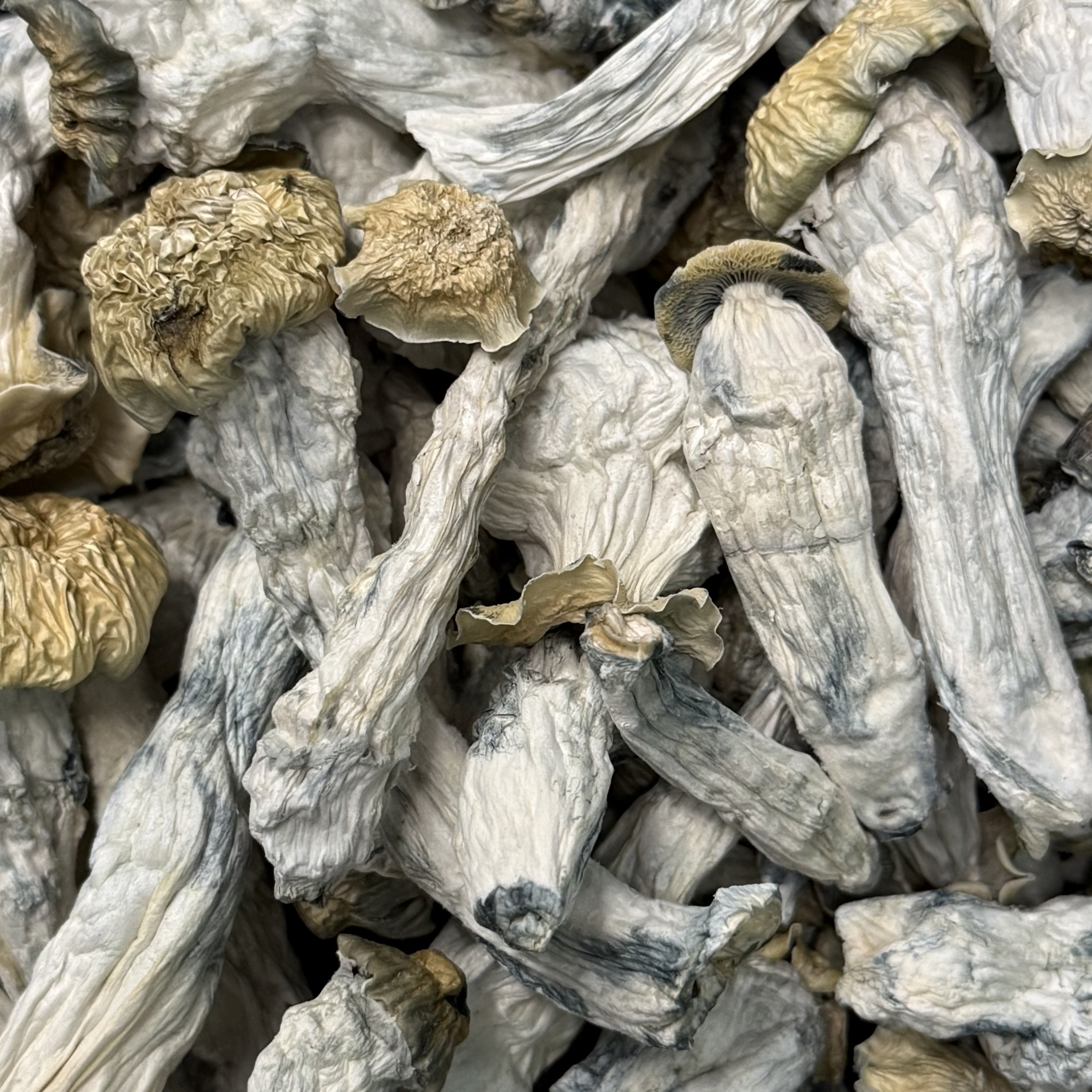 Amazonian Vegan Raw Classic Dark Cacao Bar MF Shrooms Ann Arbor Mushrooms