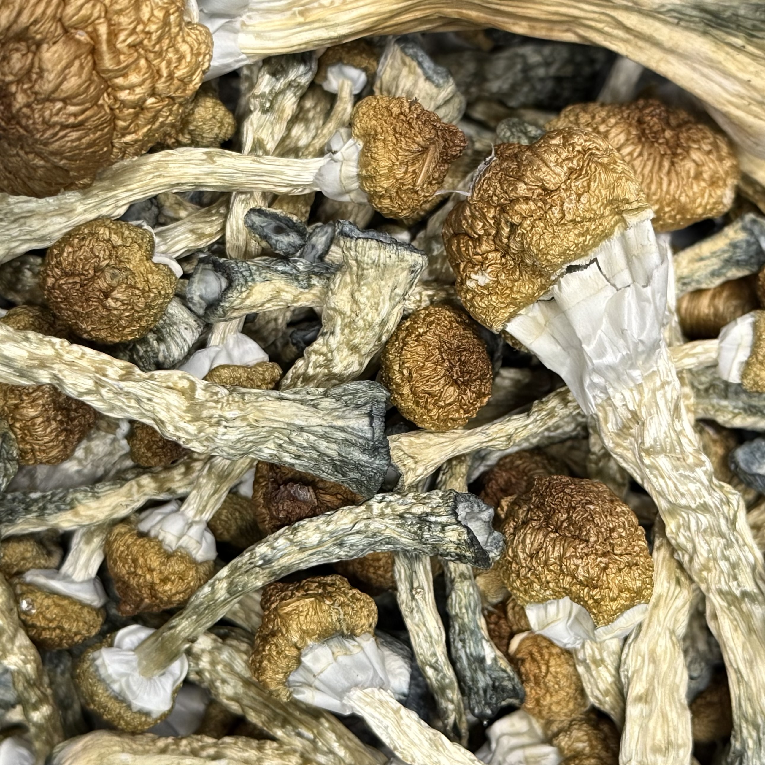 Amazonian Vegan Raw Classic Dark Cacao Bar MF Shrooms Ann Arbor Mushrooms