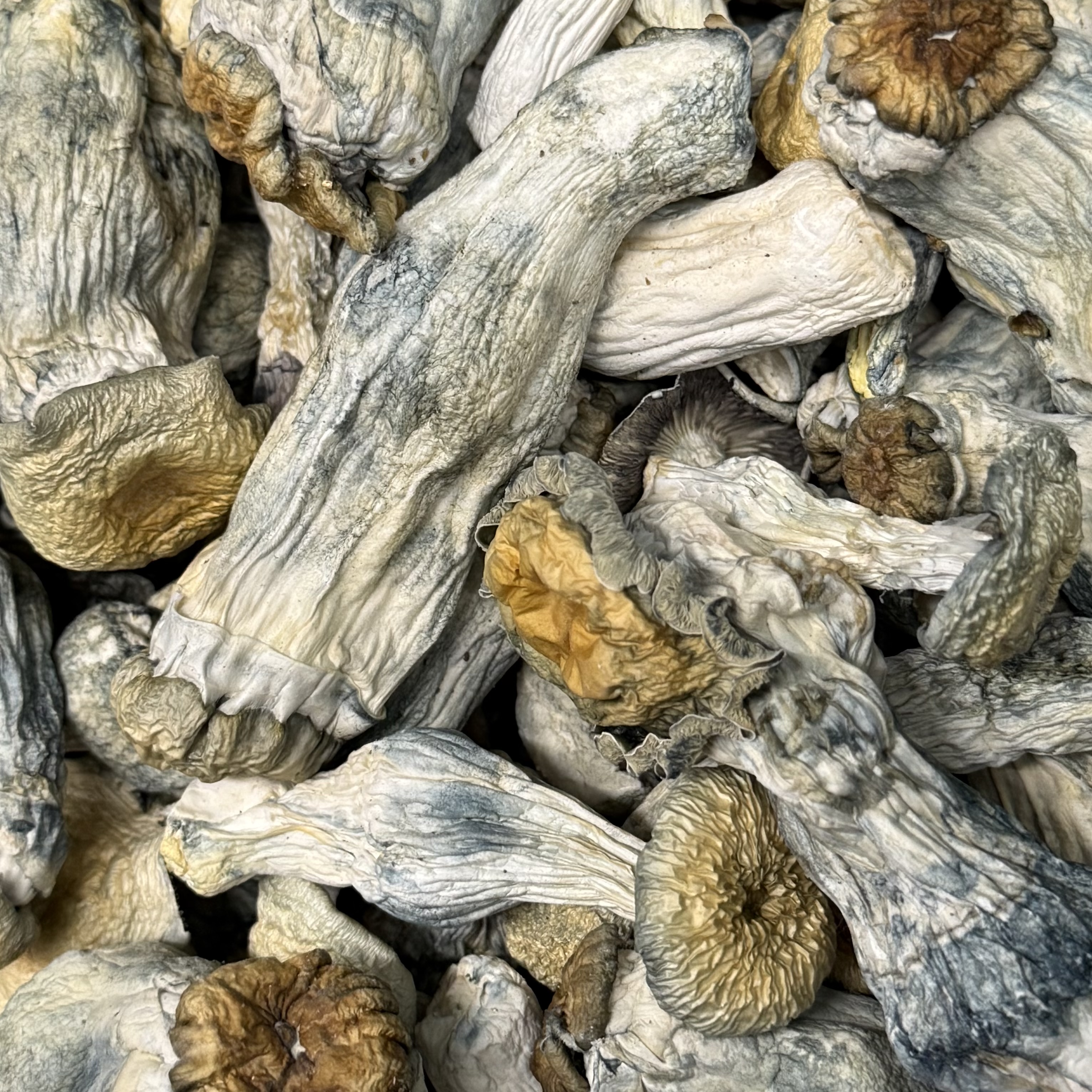 Amazonian Vegan Raw Classic Dark Cacao Bar MF Shrooms Ann Arbor Mushrooms