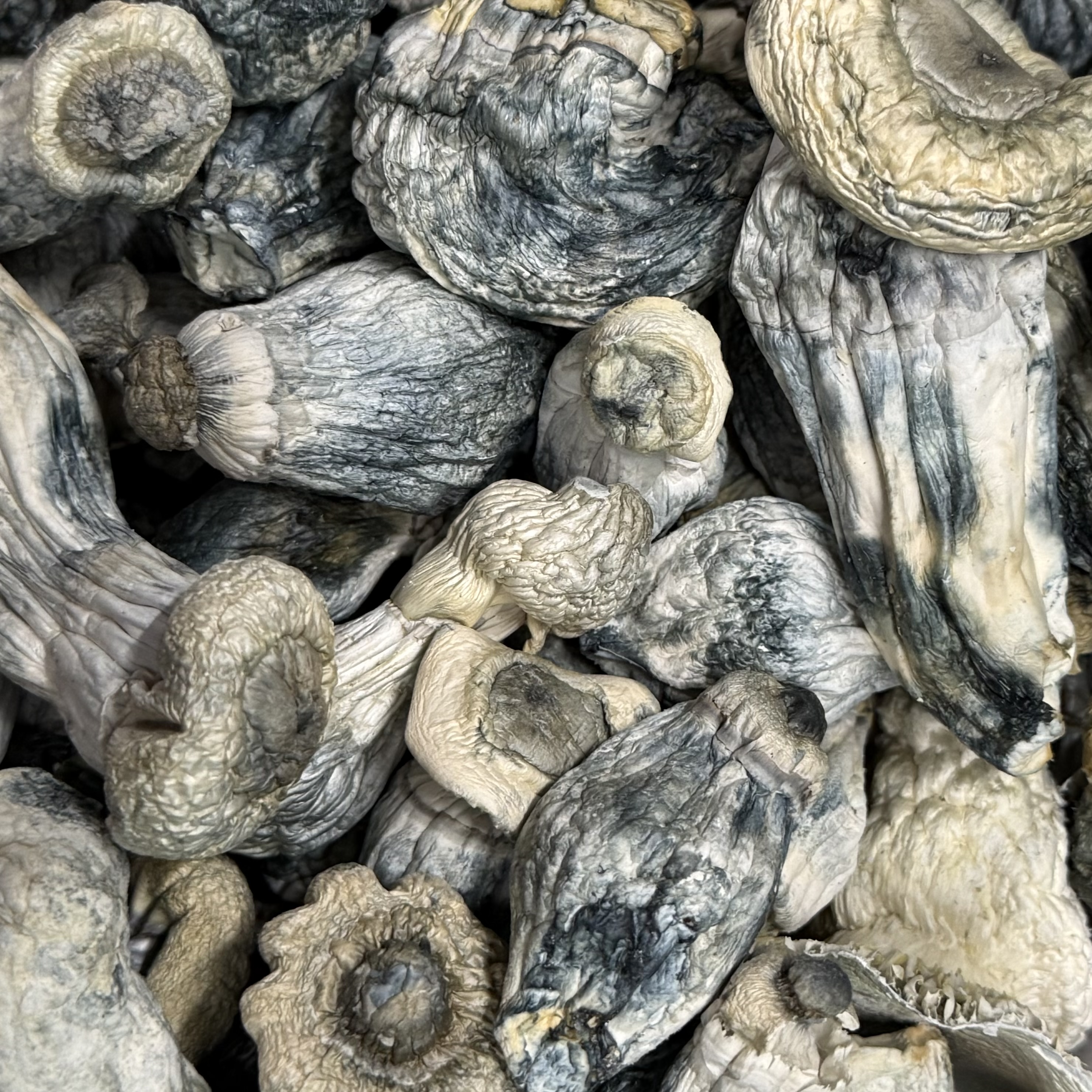 Amazonian Vegan Raw Classic Dark Cacao Bar MF Shrooms Ann Arbor Mushrooms