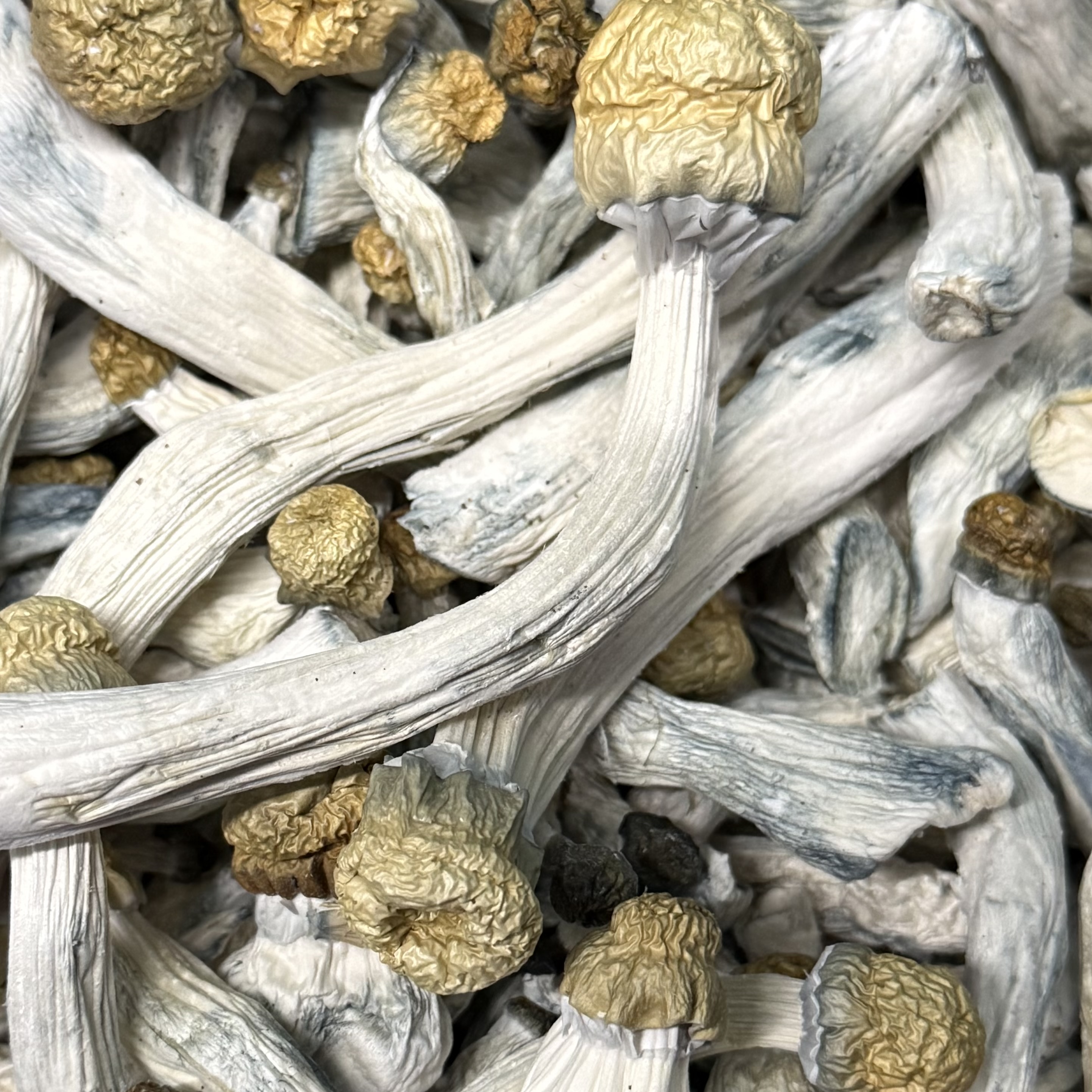 Amazonian Vegan Raw Classic Dark Cacao Bar MF Shrooms Ann Arbor Mushrooms