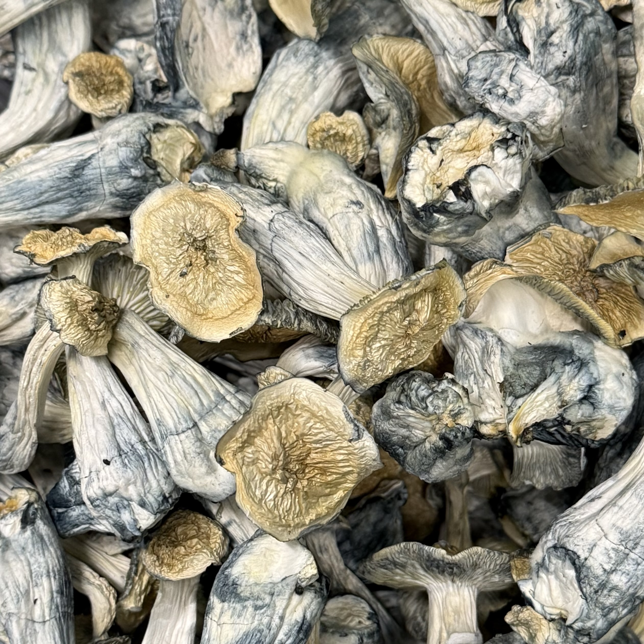 Amazonian Vegan Raw Classic Dark Cacao Bar MF Shrooms Ann Arbor Mushrooms