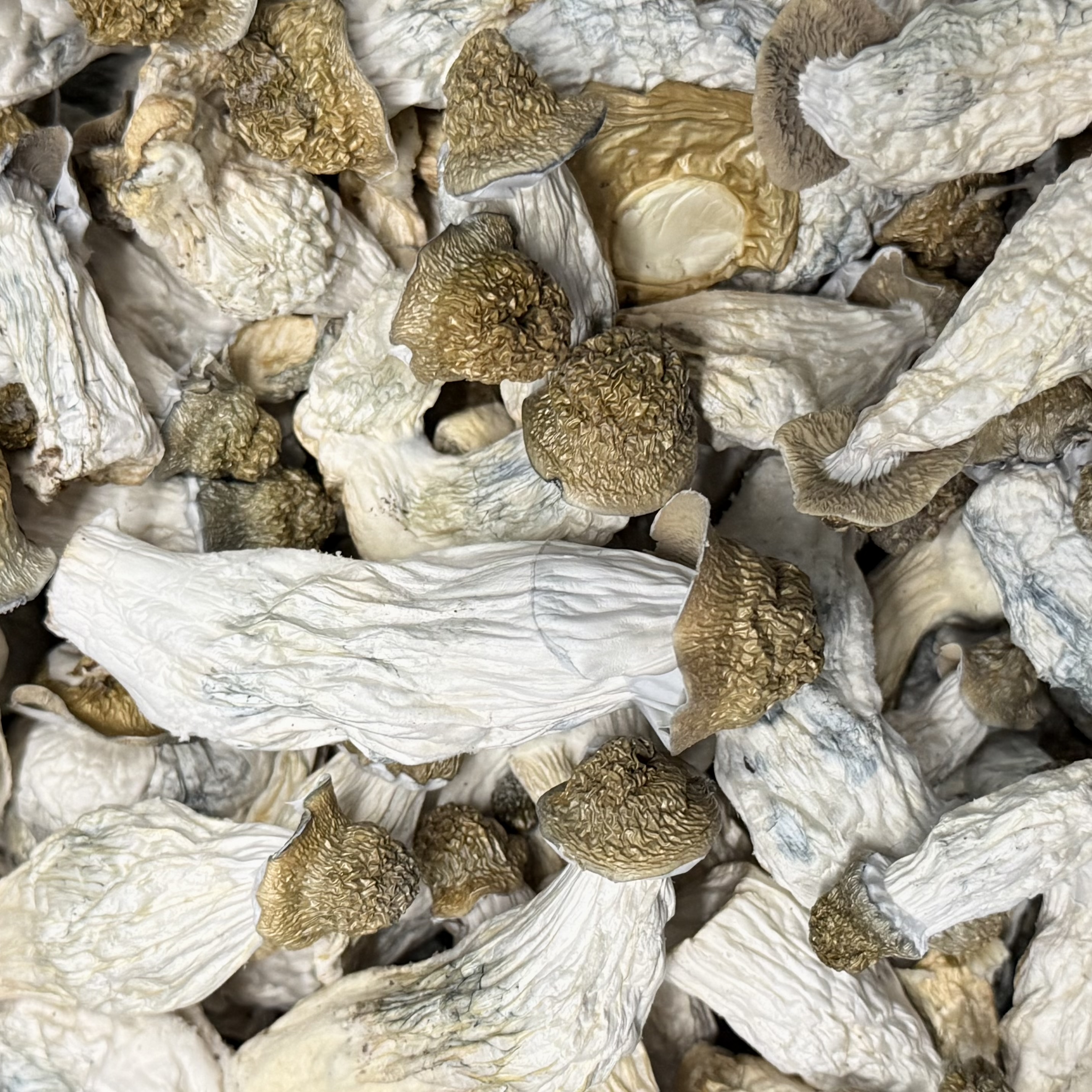 Amazonian Vegan Raw Classic Dark Cacao Bar MF Shrooms Ann Arbor Mushrooms