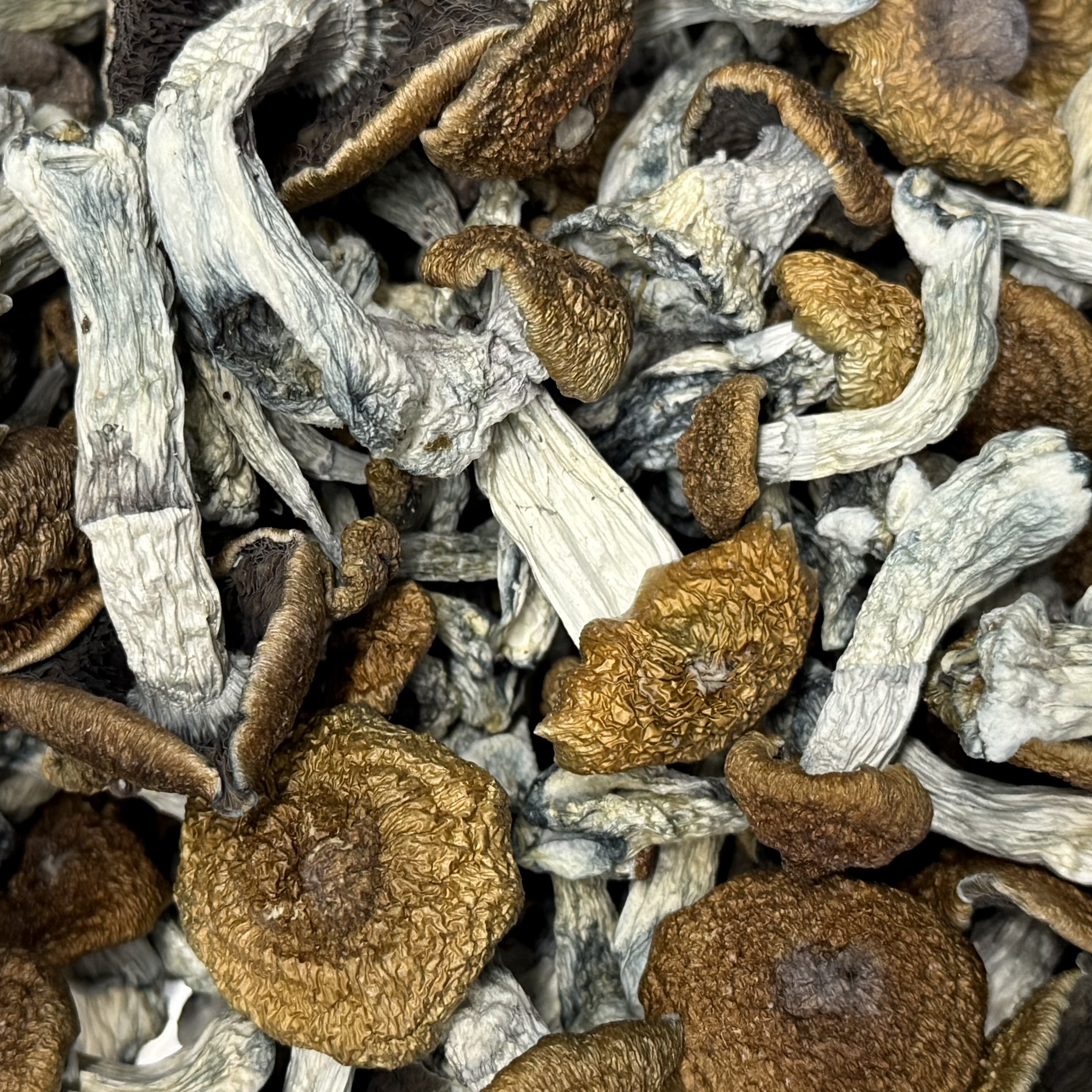 Amazonian Vegan Raw Classic Dark Cacao Bar MF Shrooms Ann Arbor Mushrooms