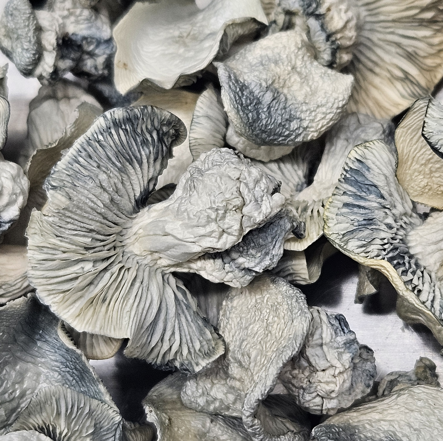 Amazonian Vegan Raw Classic Dark Cacao Bar MF Shrooms Ann Arbor Mushrooms