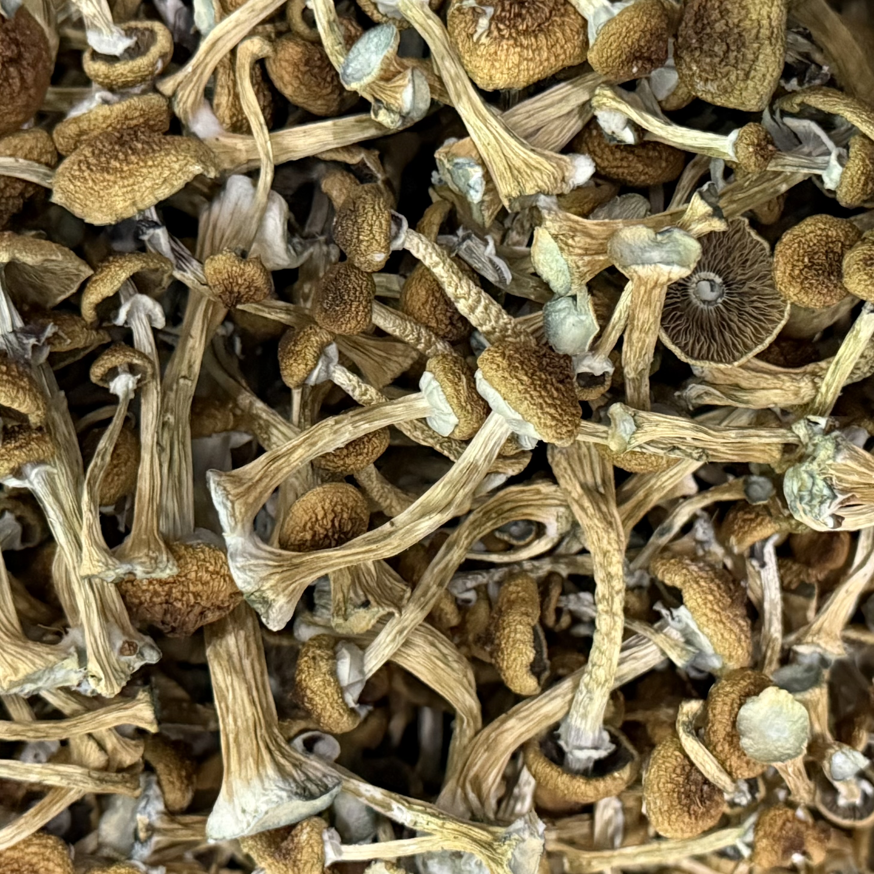 Amazonian Vegan Raw Classic Dark Cacao Bar MF Shrooms Ann Arbor Mushrooms