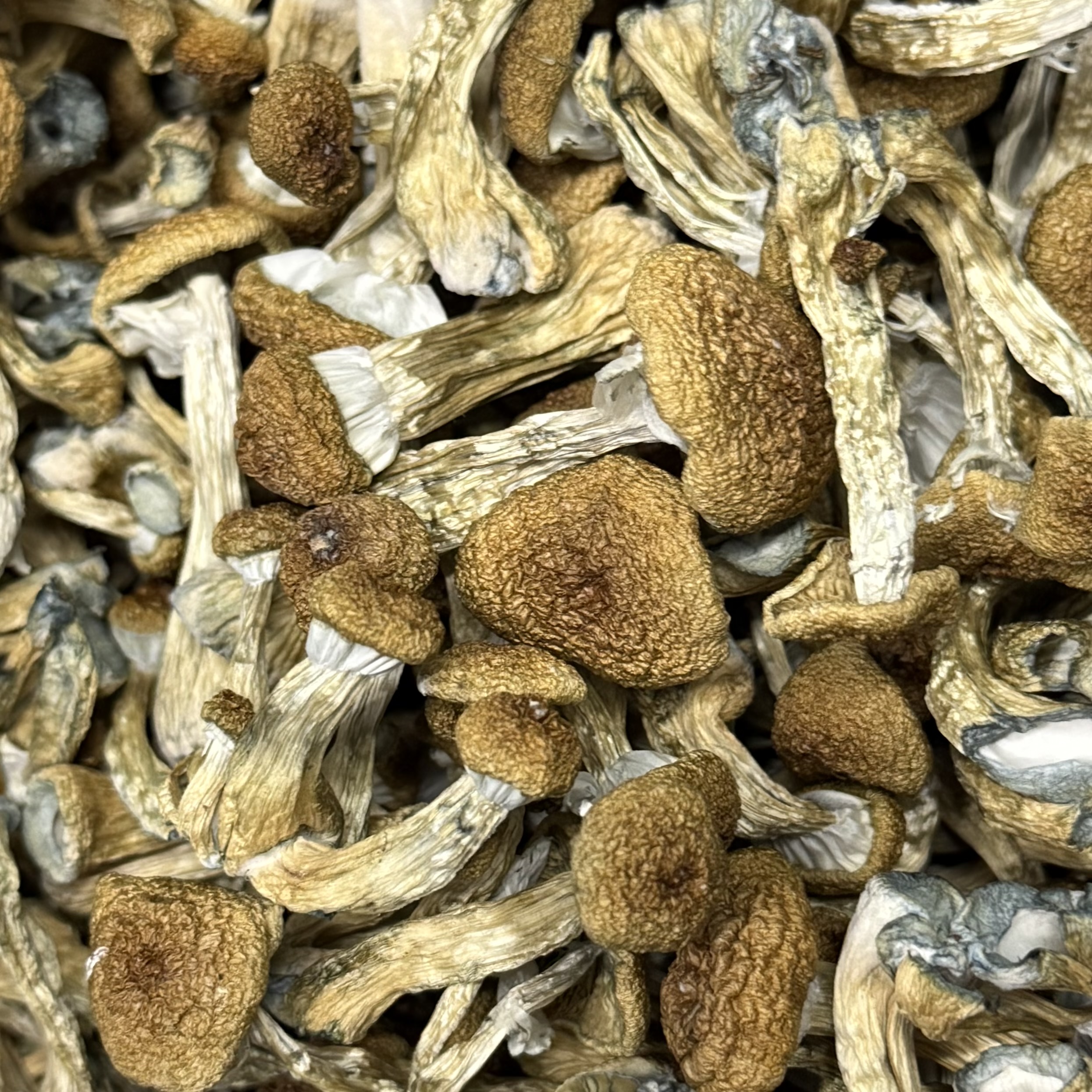 Amazonian Vegan Raw Classic Dark Cacao Bar MF Shrooms Ann Arbor Mushrooms