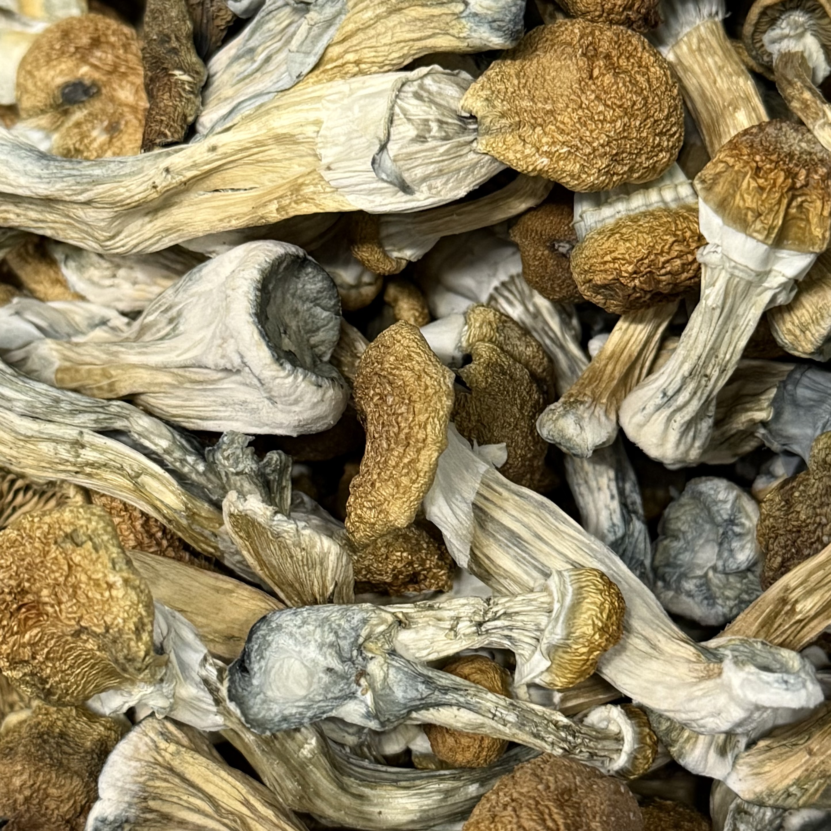 Amazonian Vegan Raw Classic Dark Cacao Bar MF Shrooms Ann Arbor Mushrooms