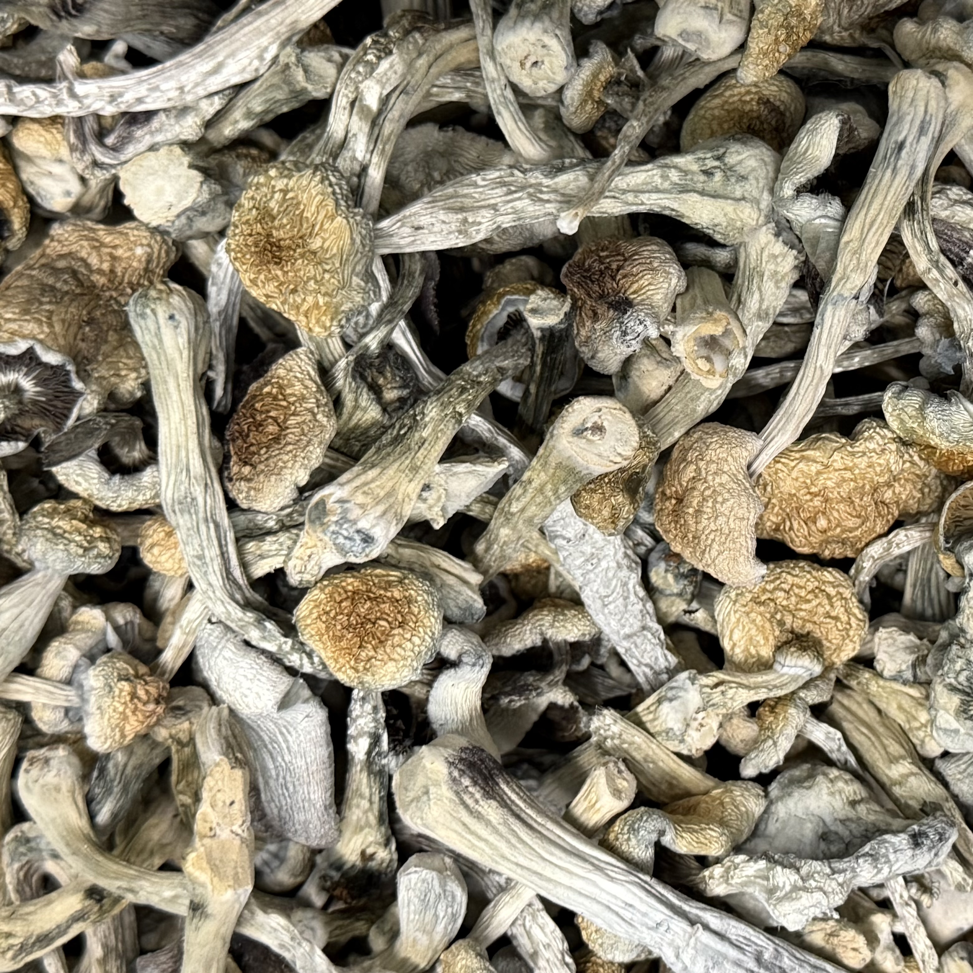 Amazonian Vegan Raw Classic Dark Cacao Bar MF Shrooms Ann Arbor Mushrooms