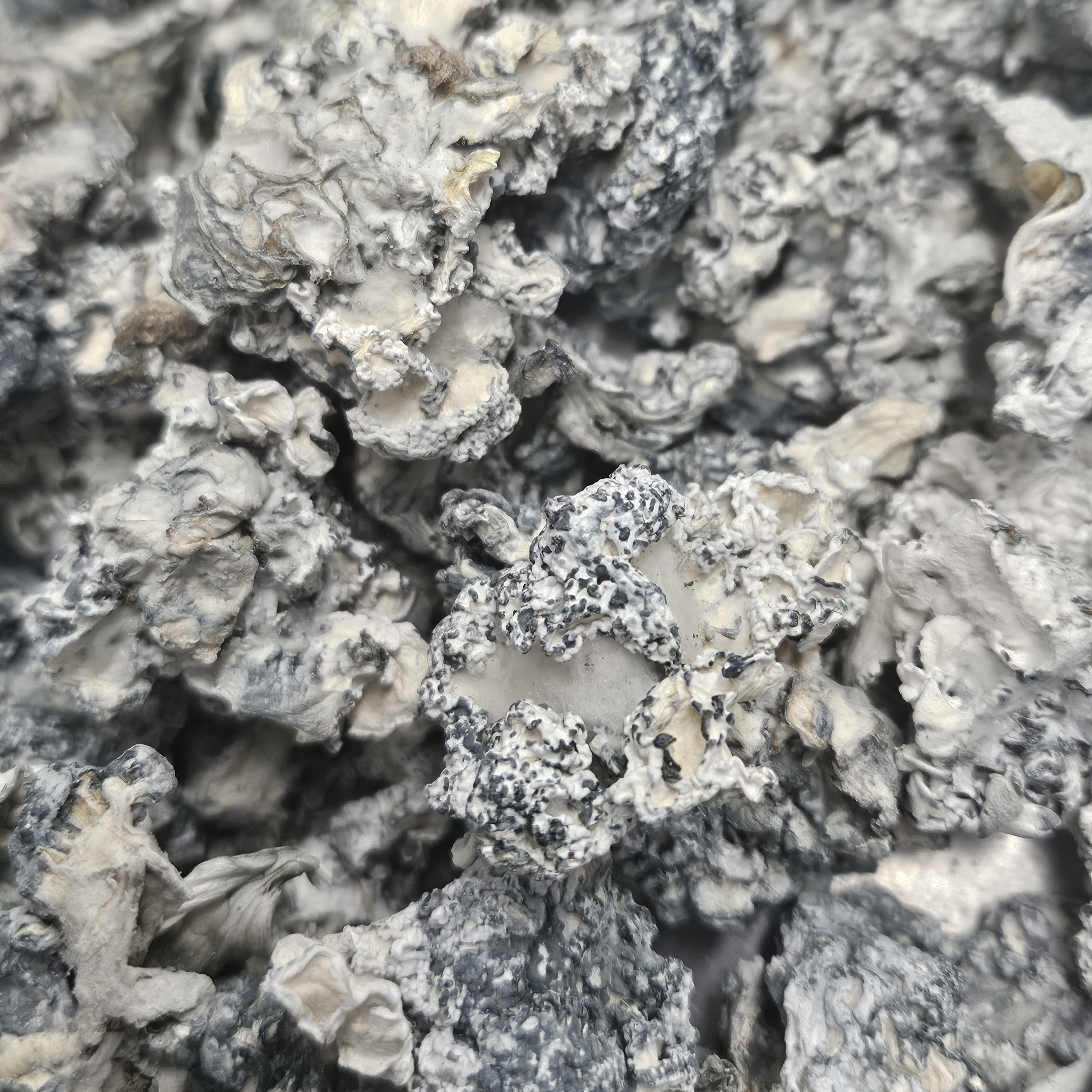 Amazonian Vegan Raw Classic Dark Cacao Bar MF Shrooms Ann Arbor Mushrooms