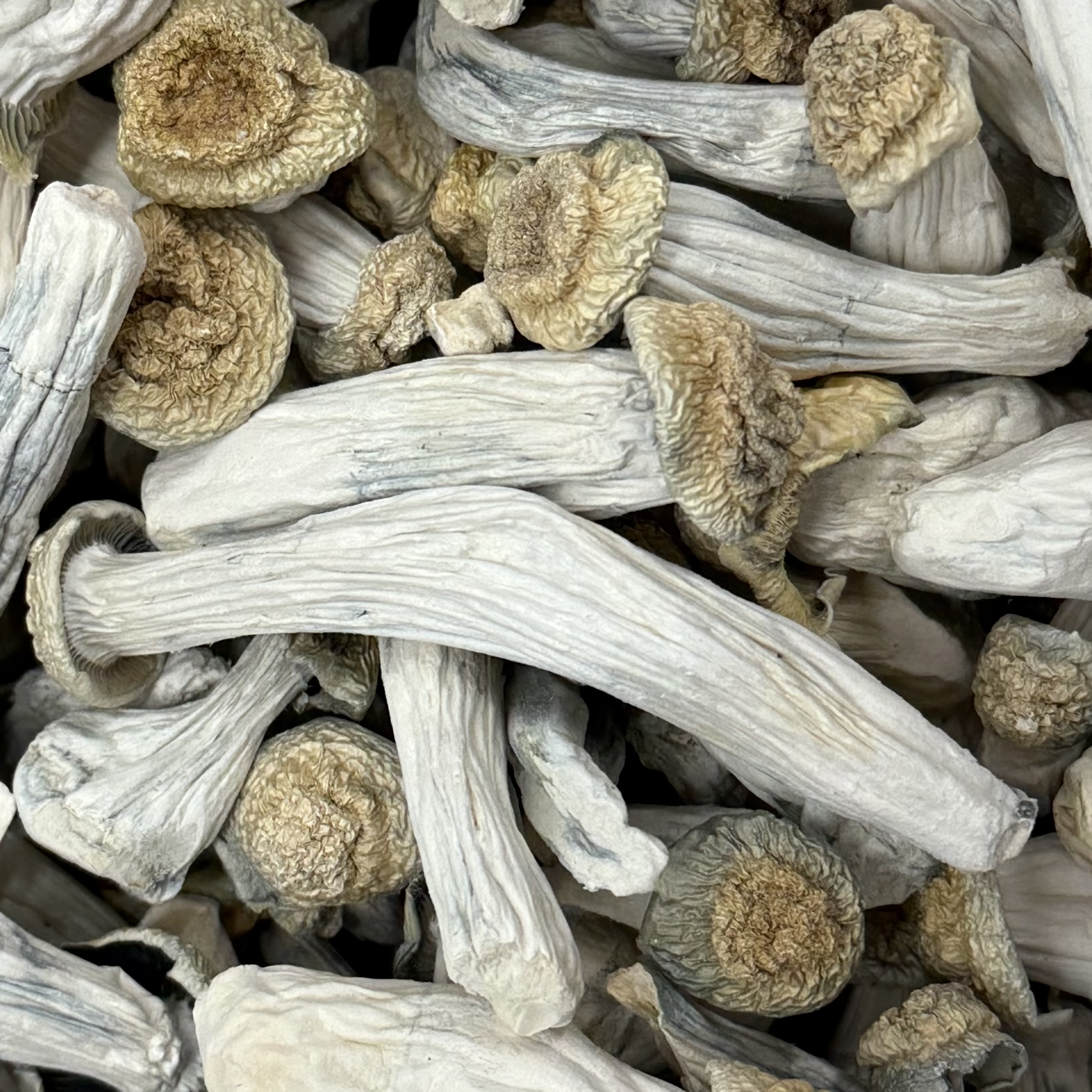 Amazonian Vegan Raw Classic Dark Cacao Bar MF Shrooms Ann Arbor Mushrooms