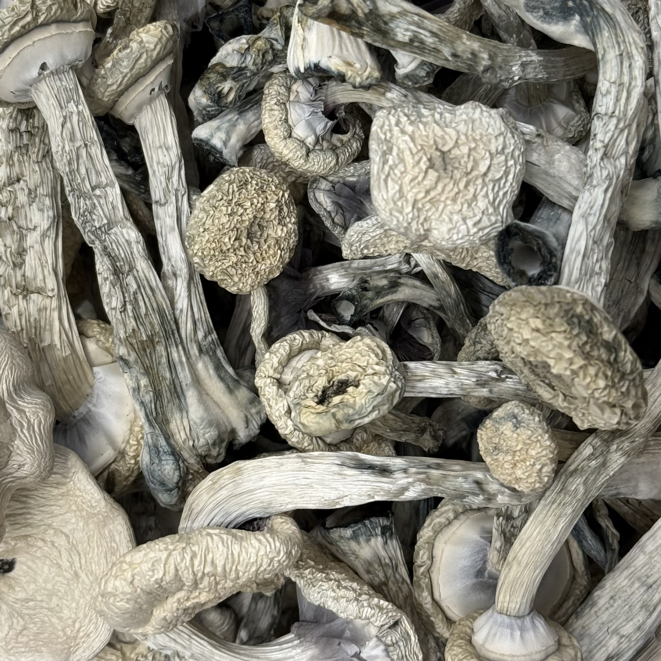Amazonian Vegan Raw Classic Dark Cacao Bar MF Shrooms Ann Arbor Mushrooms
