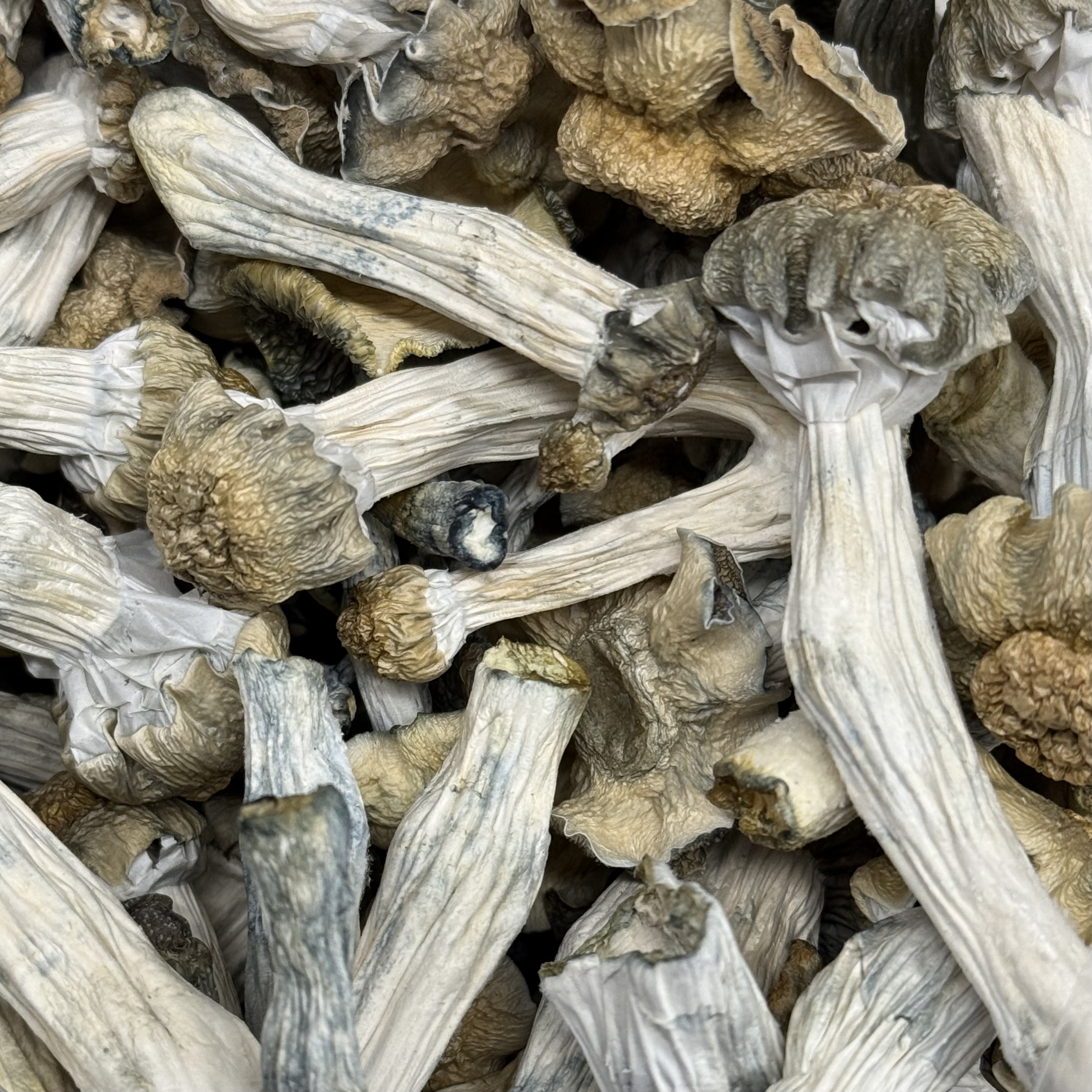 Amazonian Vegan Raw Classic Dark Cacao Bar MF Shrooms Ann Arbor Mushrooms
