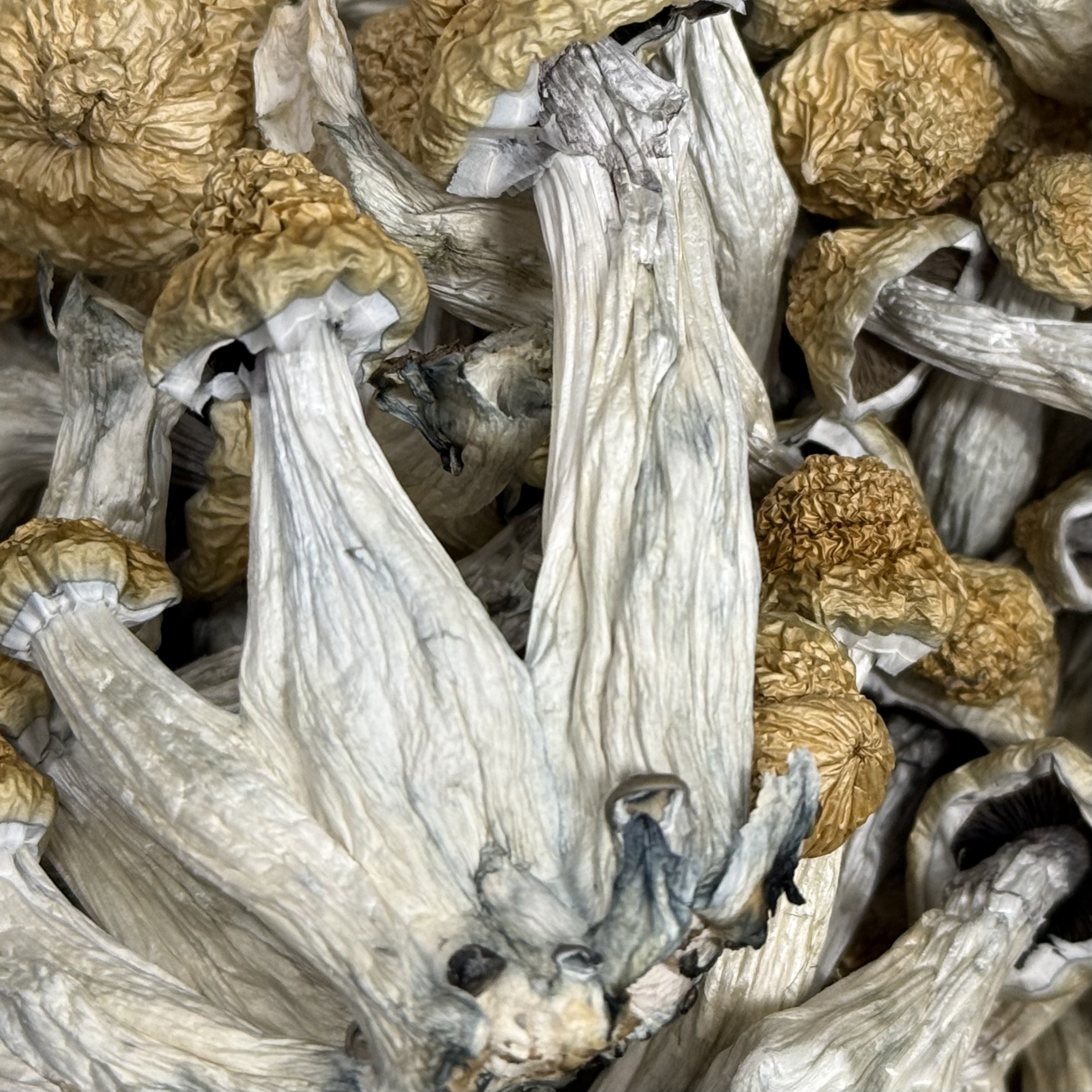 Amazonian Vegan Raw Classic Dark Cacao Bar MF Shrooms Ann Arbor Mushrooms