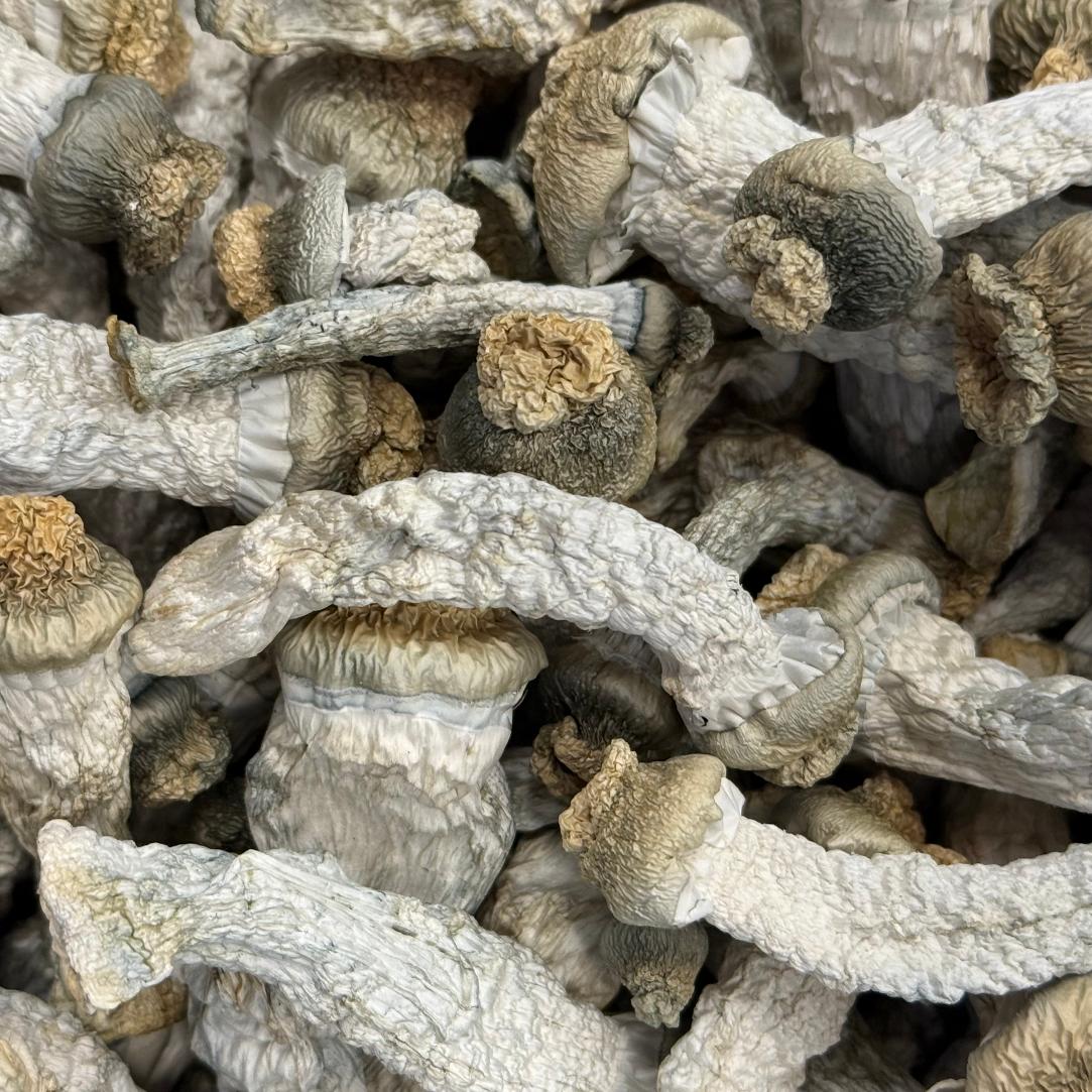 Amazonian Vegan Raw Classic Dark Cacao Bar MF Shrooms Ann Arbor Mushrooms