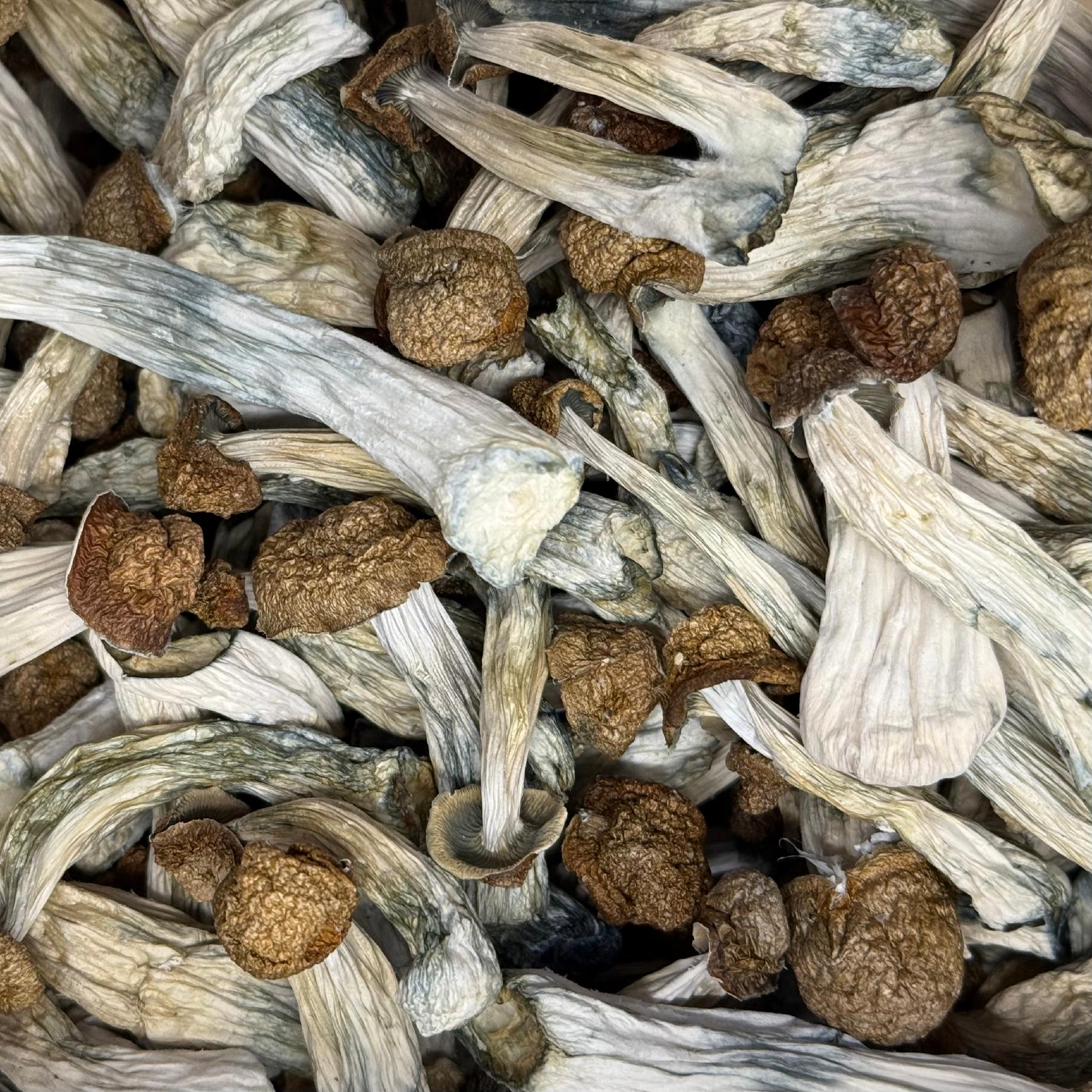 Amazonian Vegan Raw Classic Dark Cacao Bar MF Shrooms Ann Arbor Mushrooms