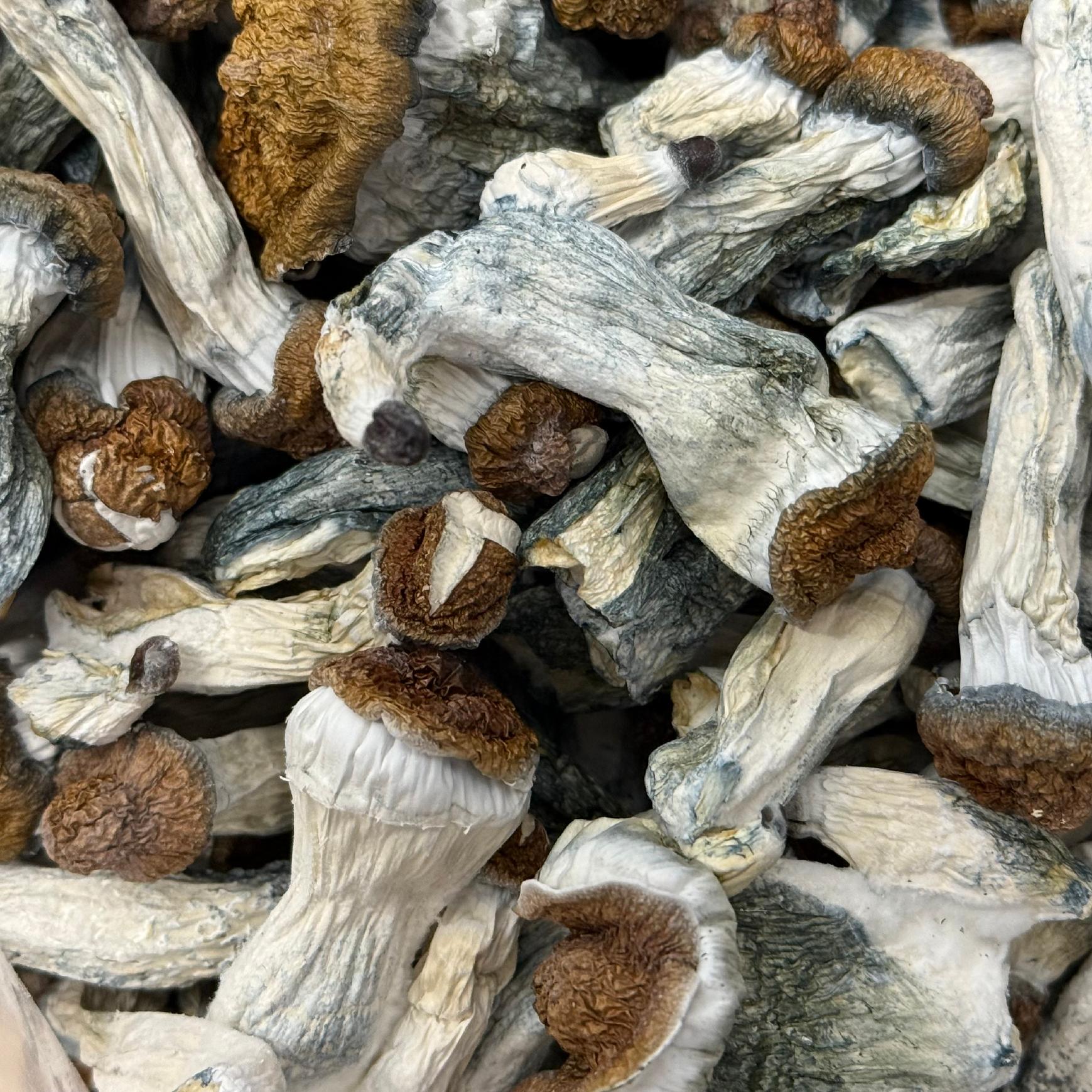 Amazonian Vegan Raw Classic Dark Cacao Bar MF Shrooms Ann Arbor Mushrooms