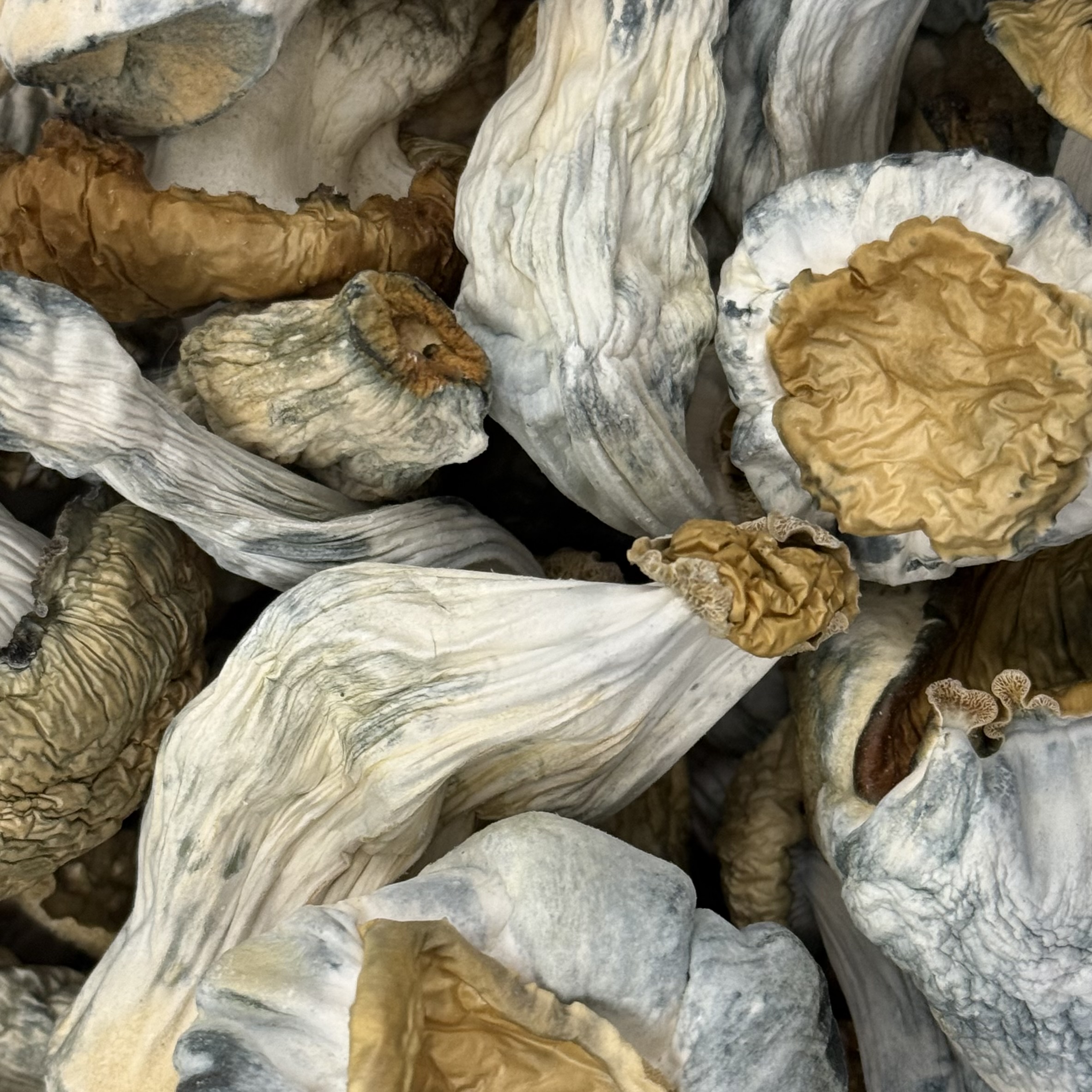 Amazonian Vegan Raw Classic Dark Cacao Bar MF Shrooms Ann Arbor Mushrooms